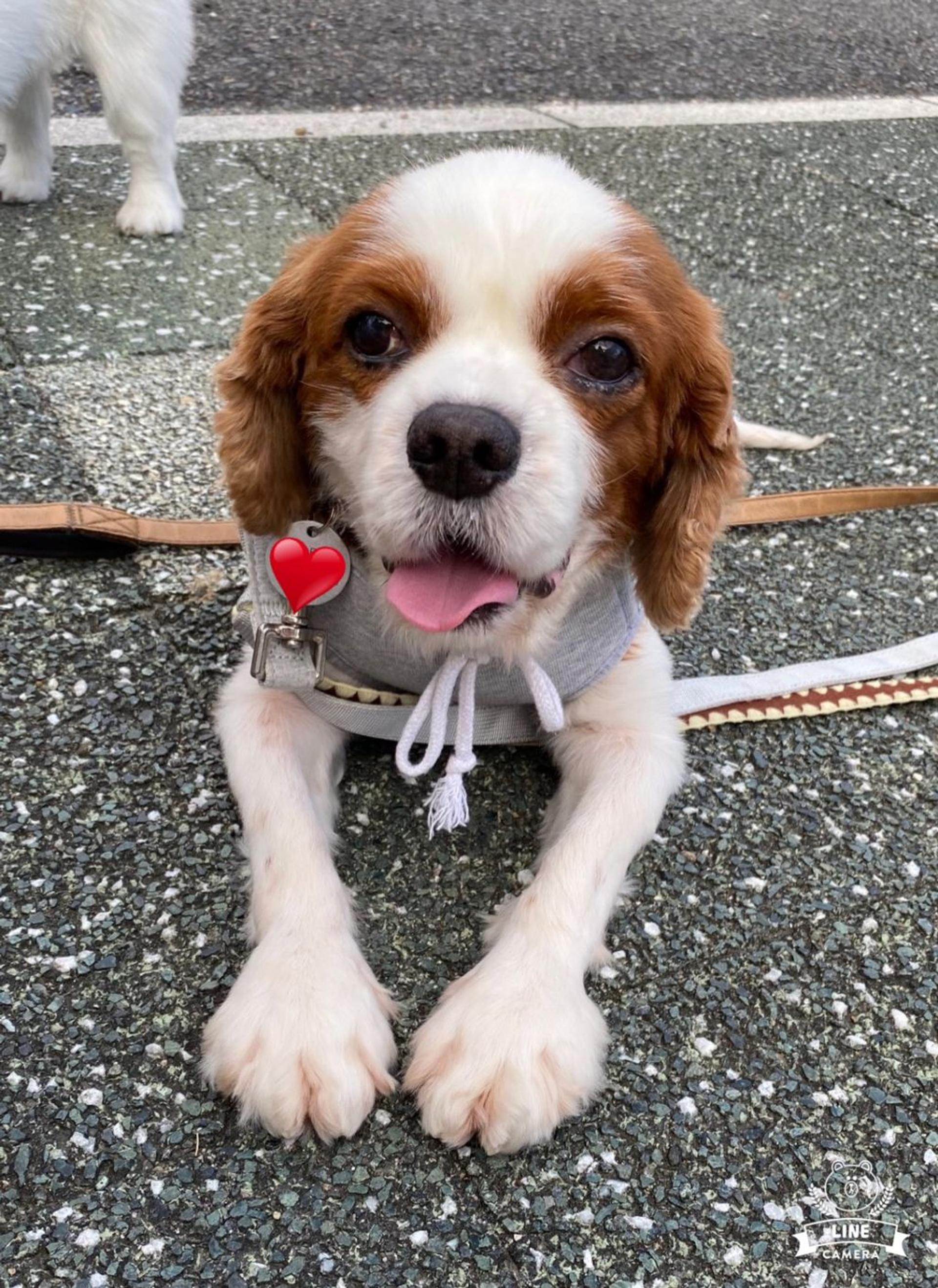pet-image-4