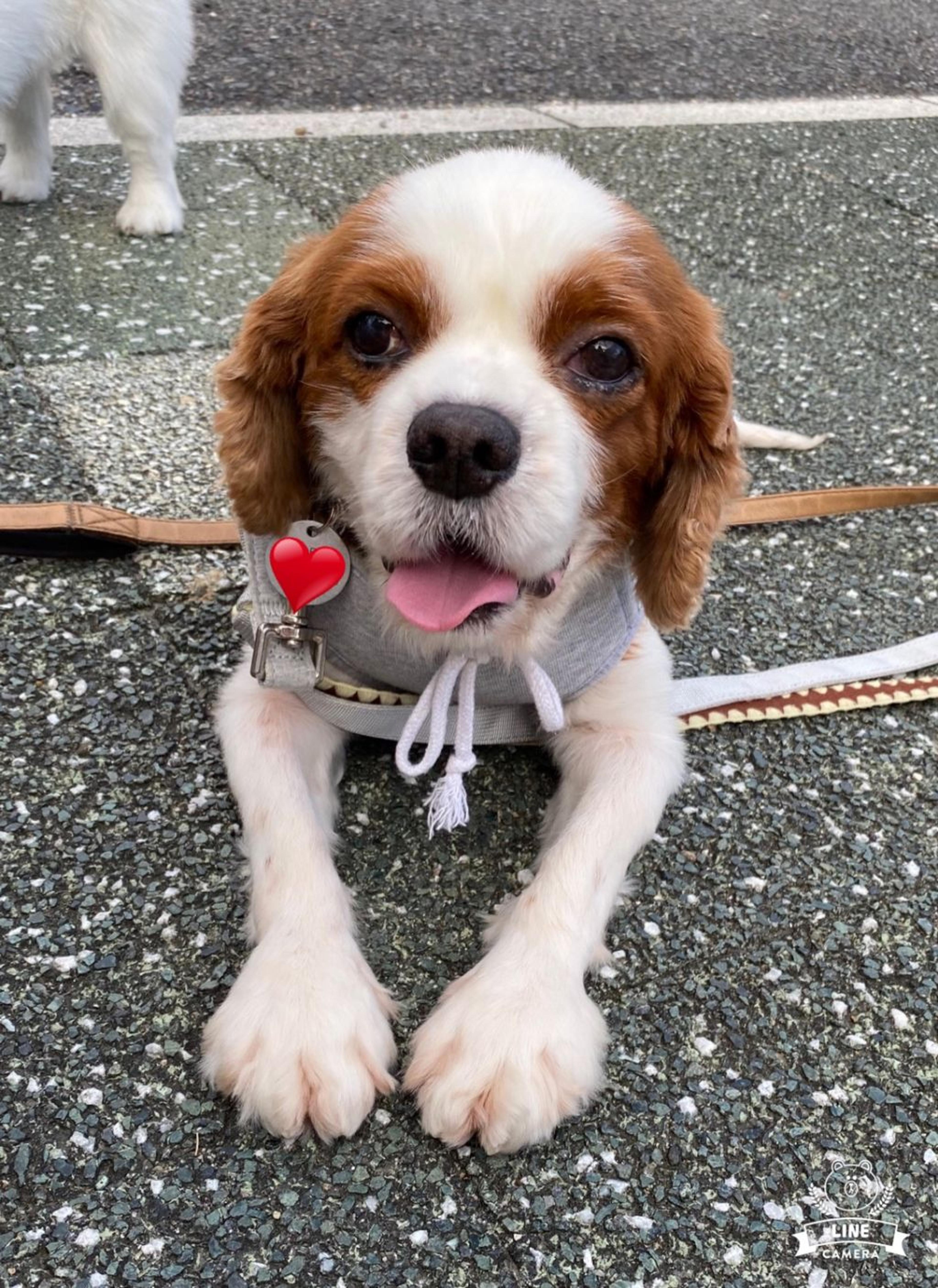 pet-image-4