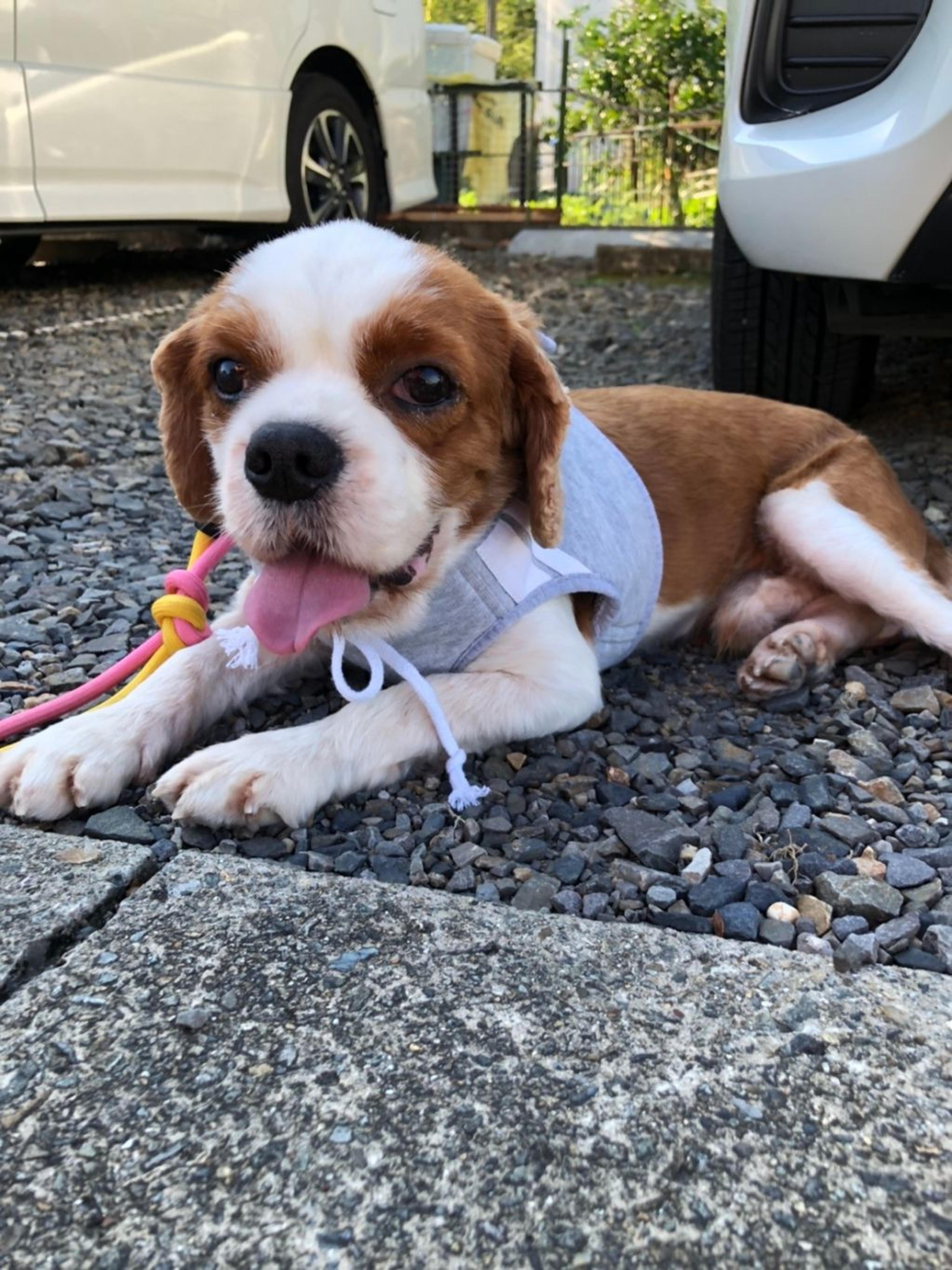pet-image-6