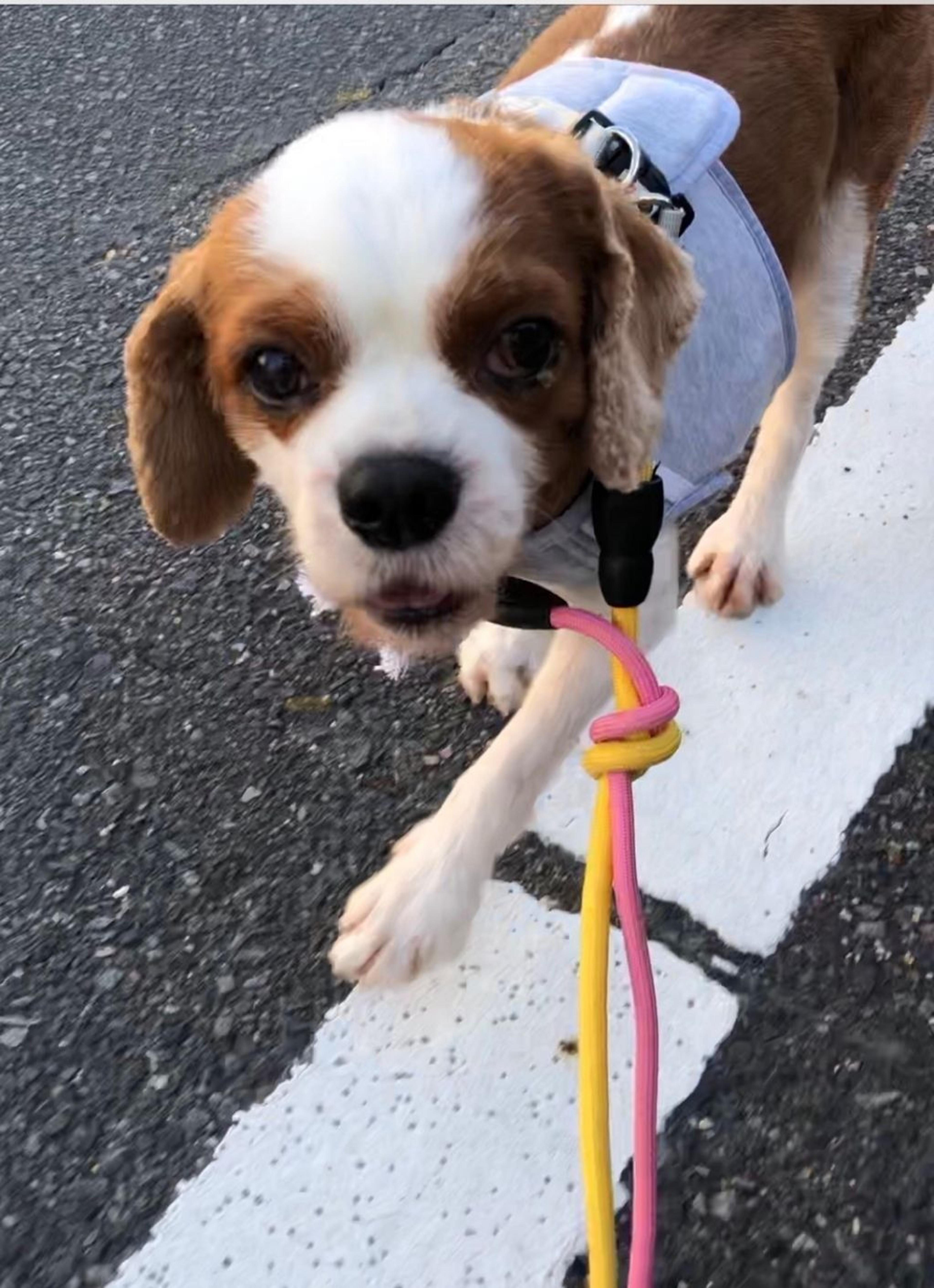 pet-image-7