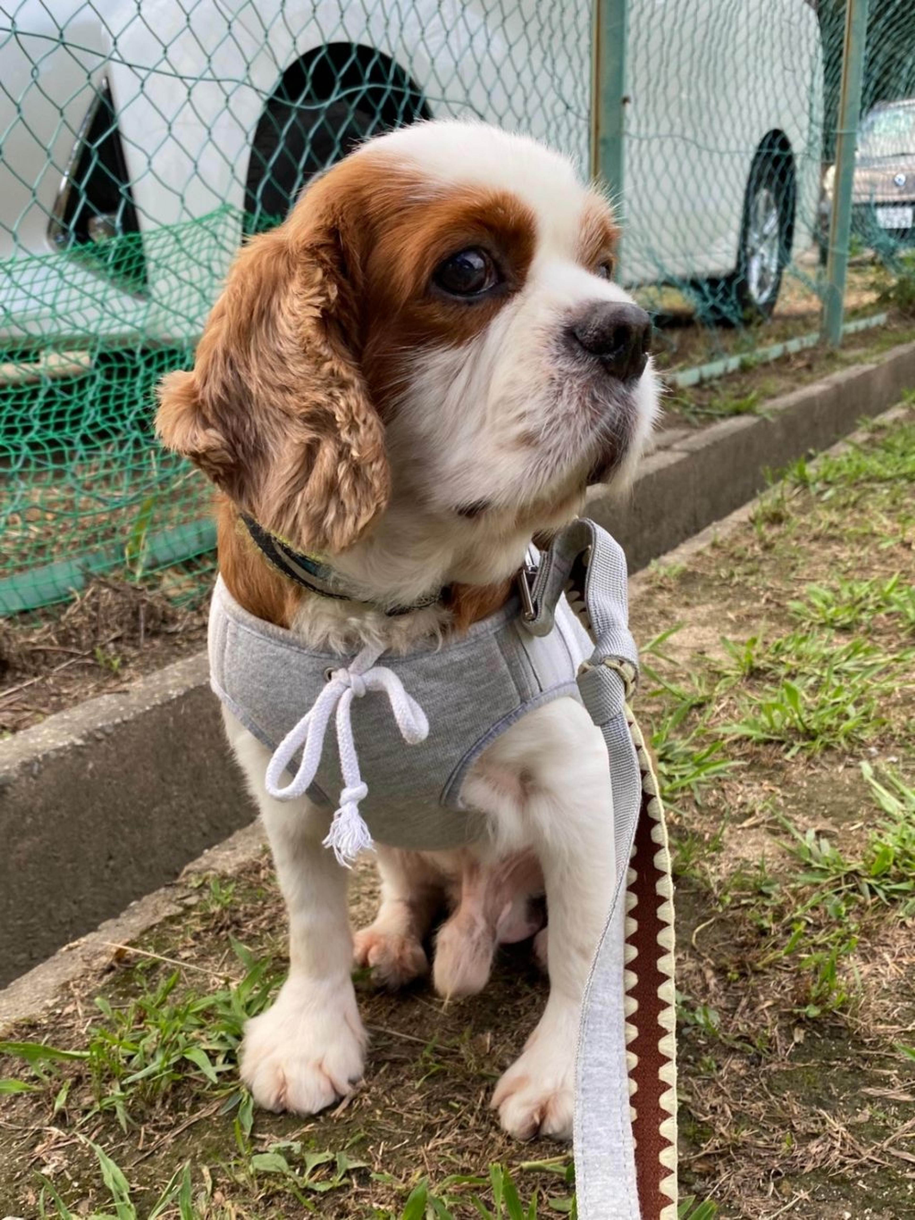 pet-image-8