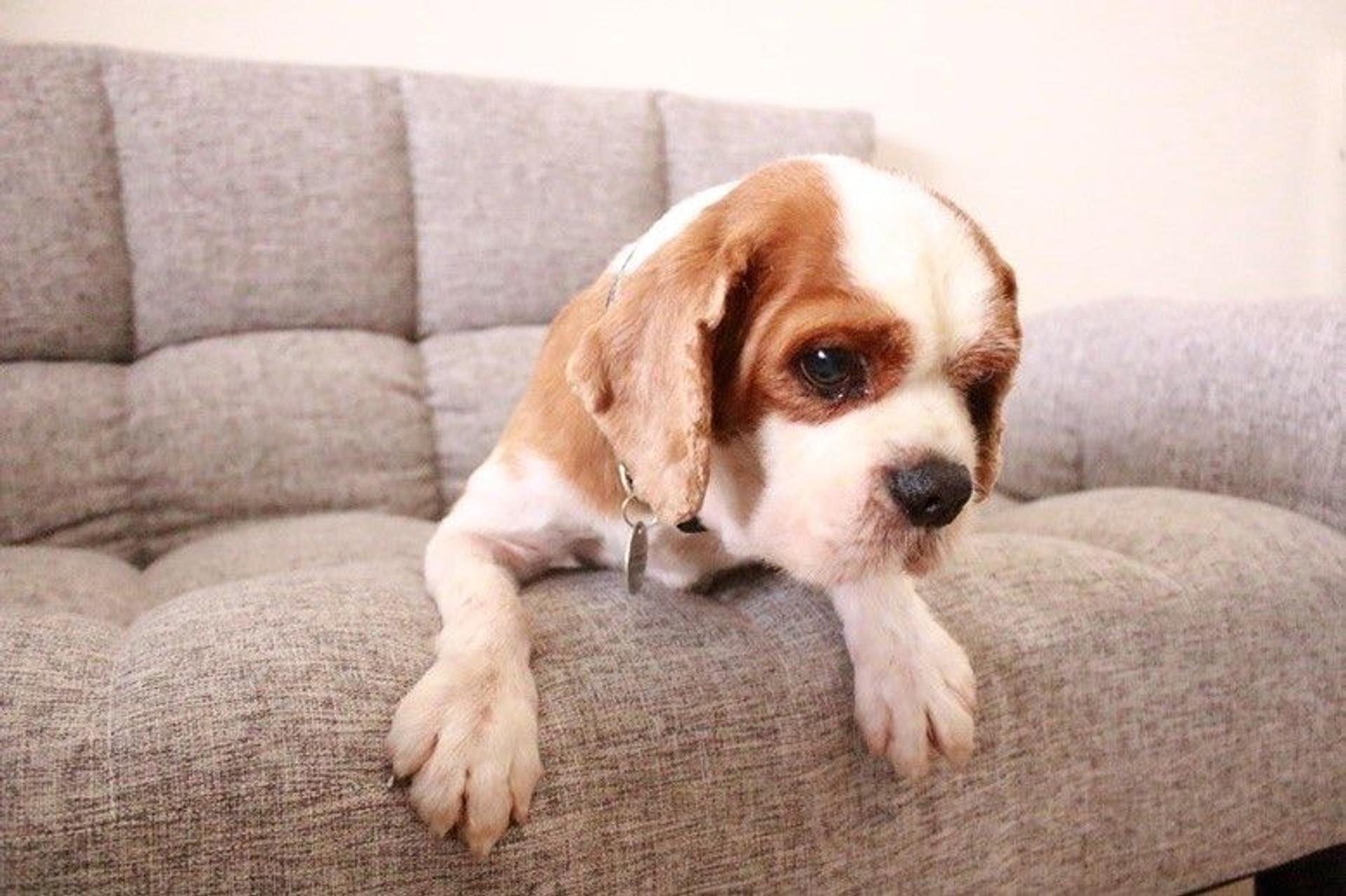 pet-image-9