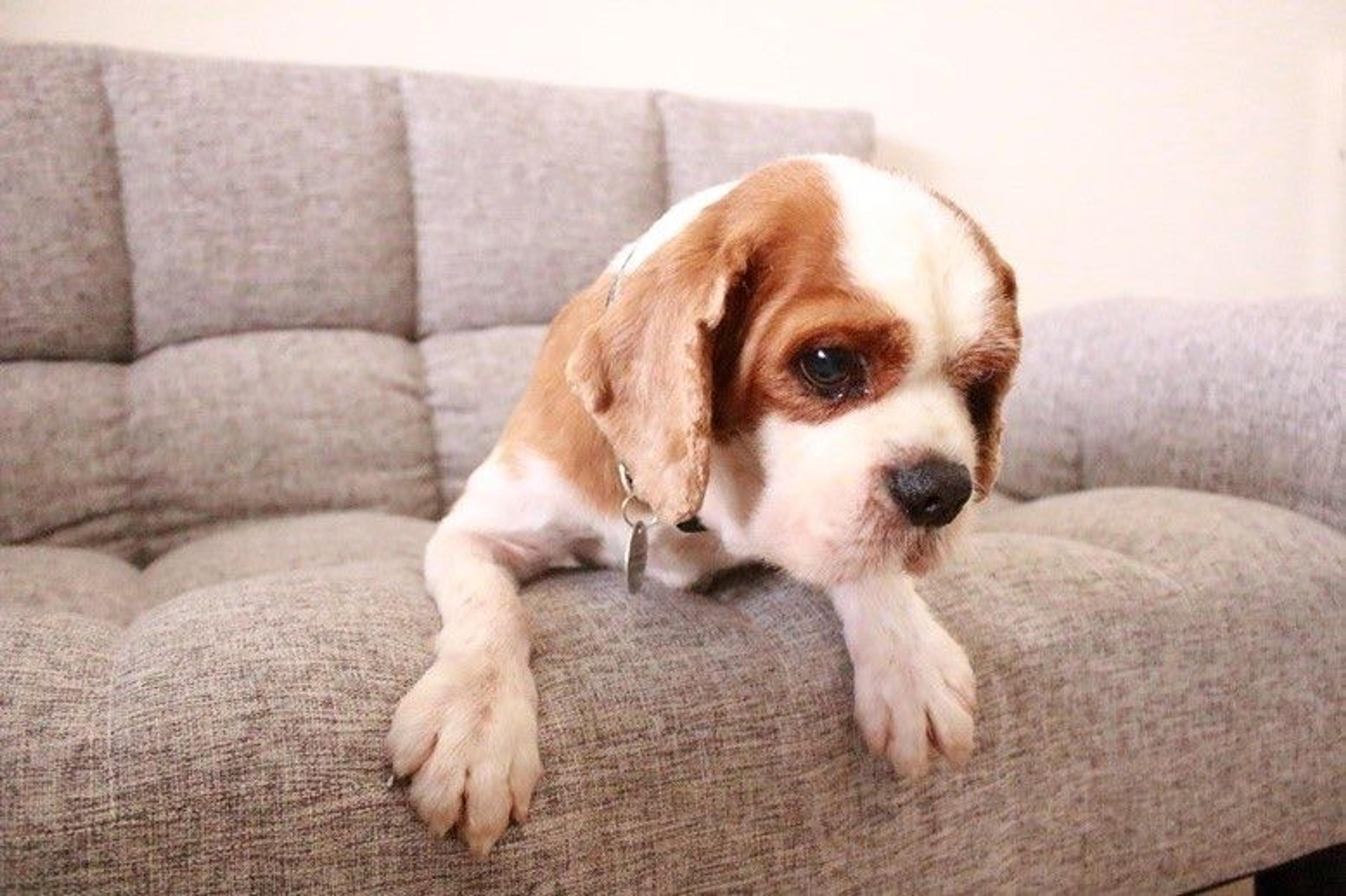 pet-image-9