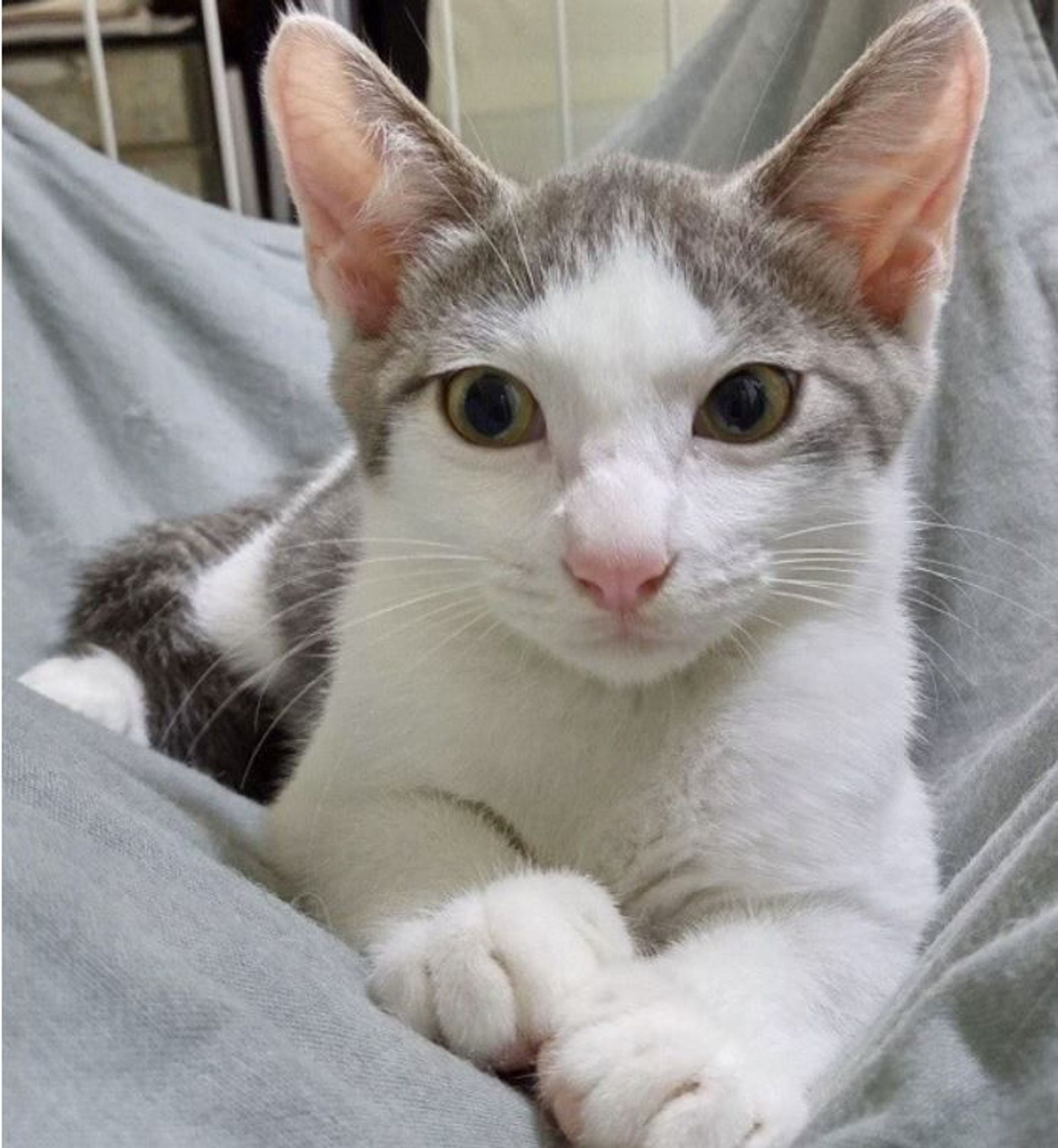 雑種（ミックス猫）・オスの里親募集の写真