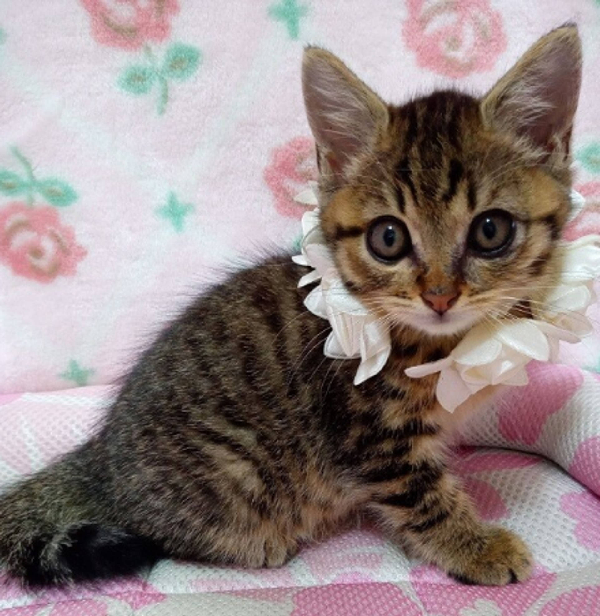 雑種（ミックス猫）・メスの里親募集の写真