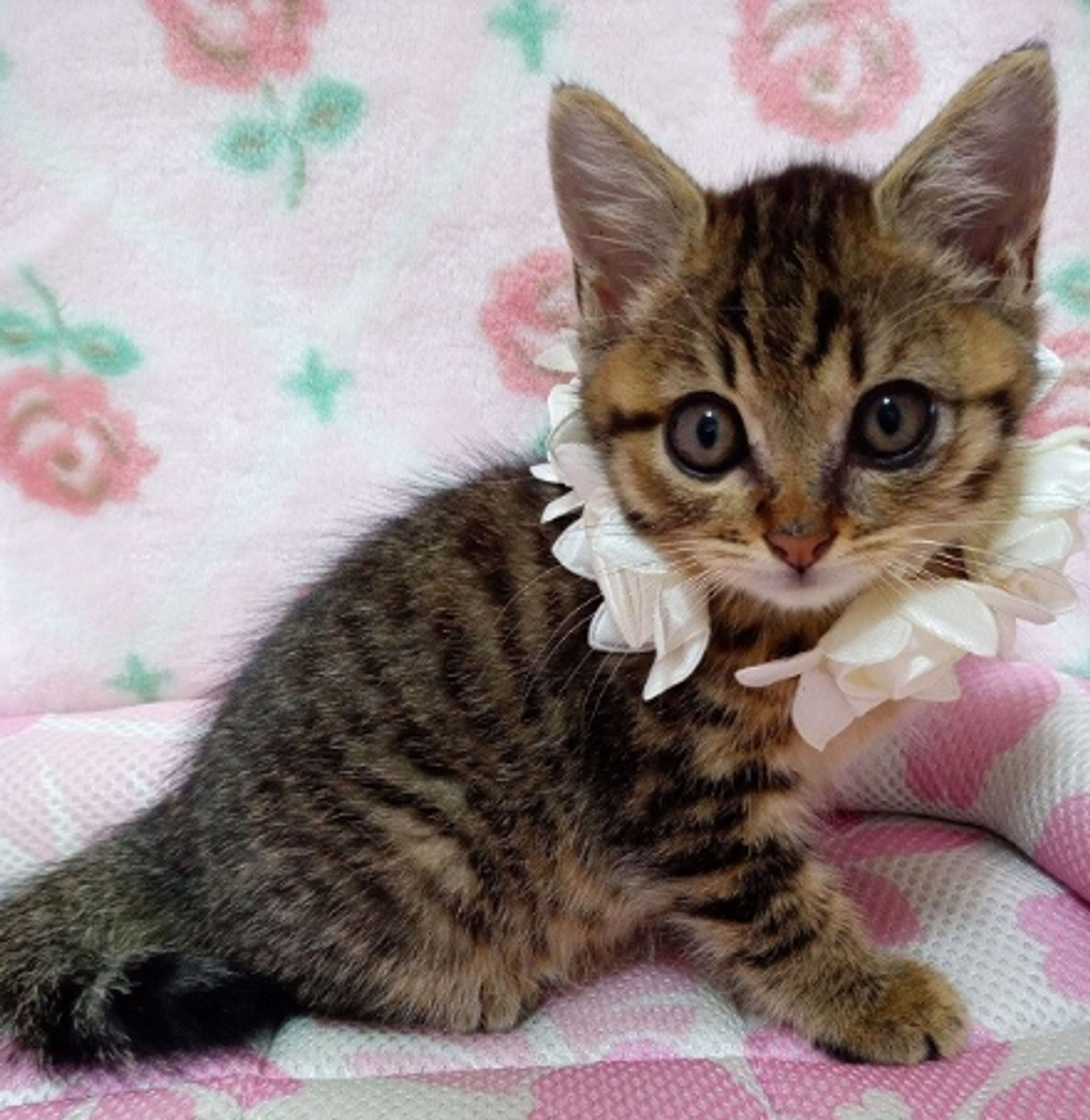 雑種（ミックス猫）・メスの里親募集の写真