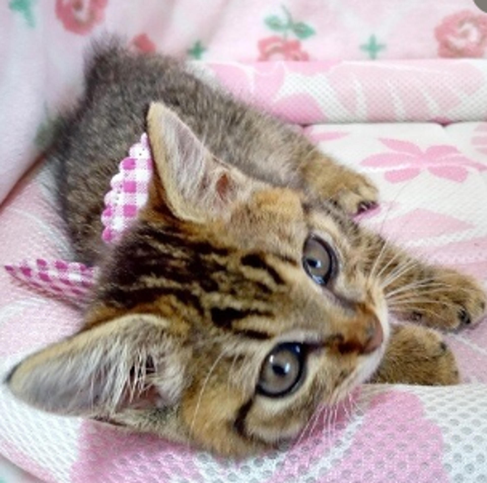 pet-image-2