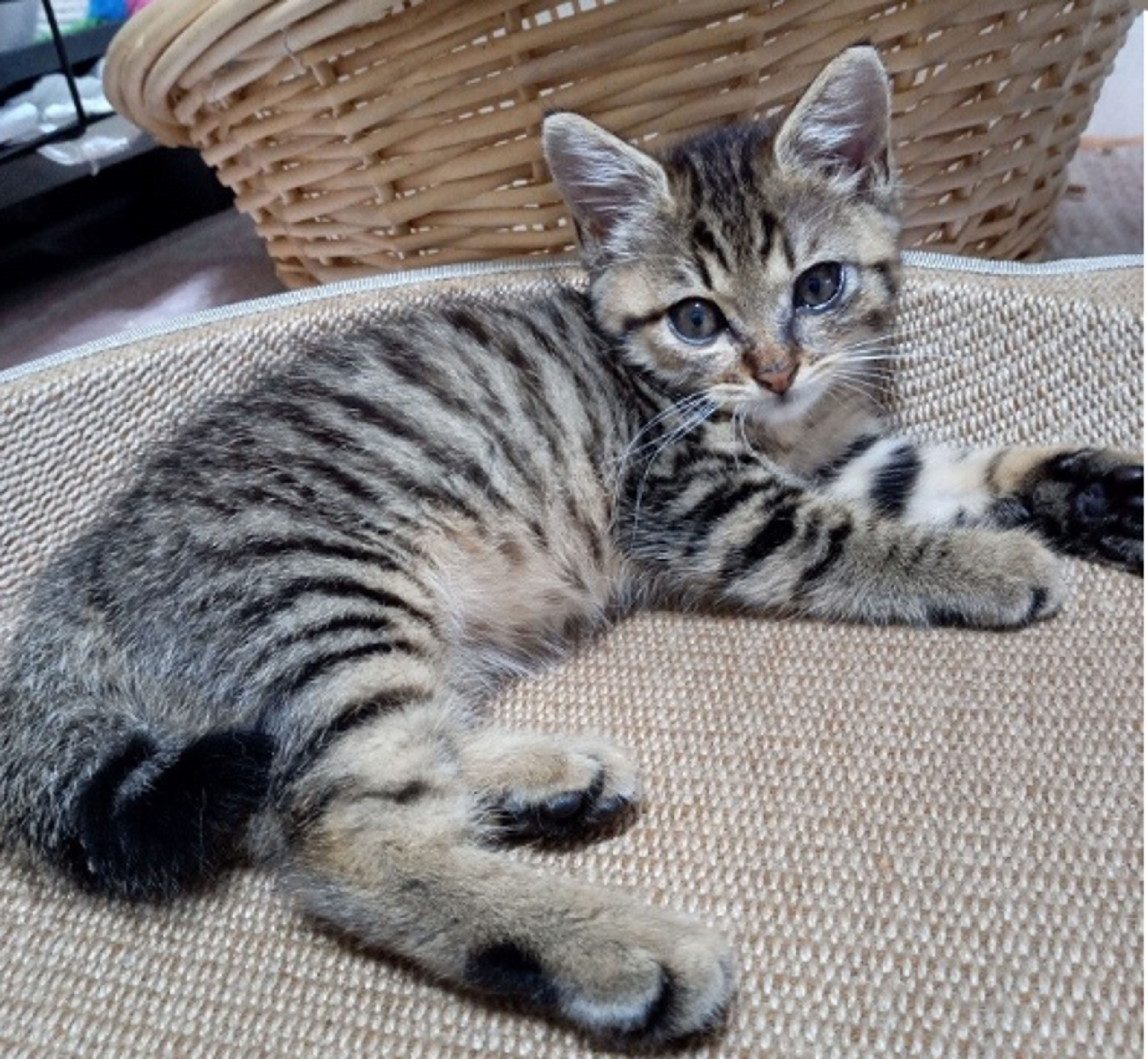 pet-image-3