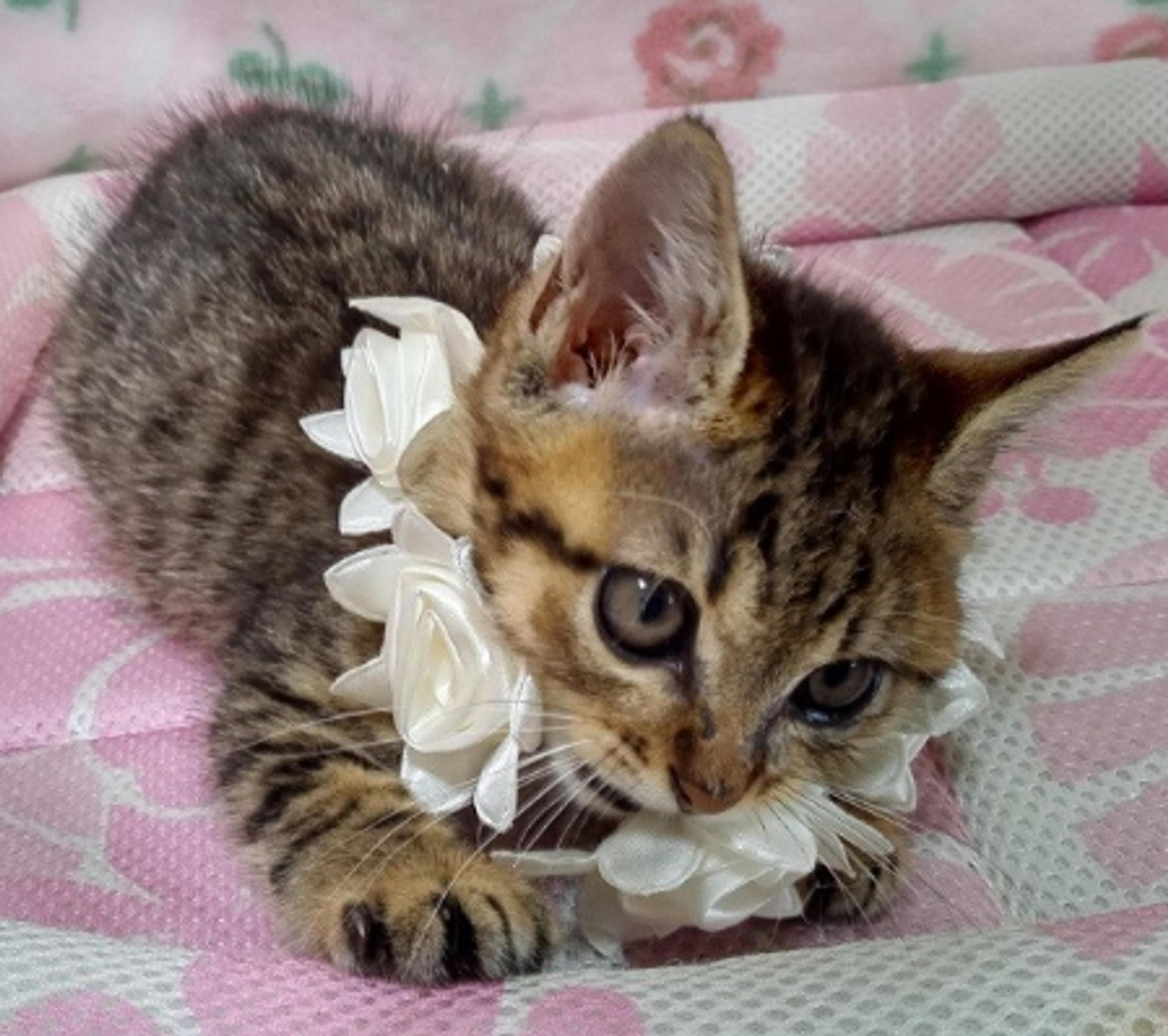 pet-image-5