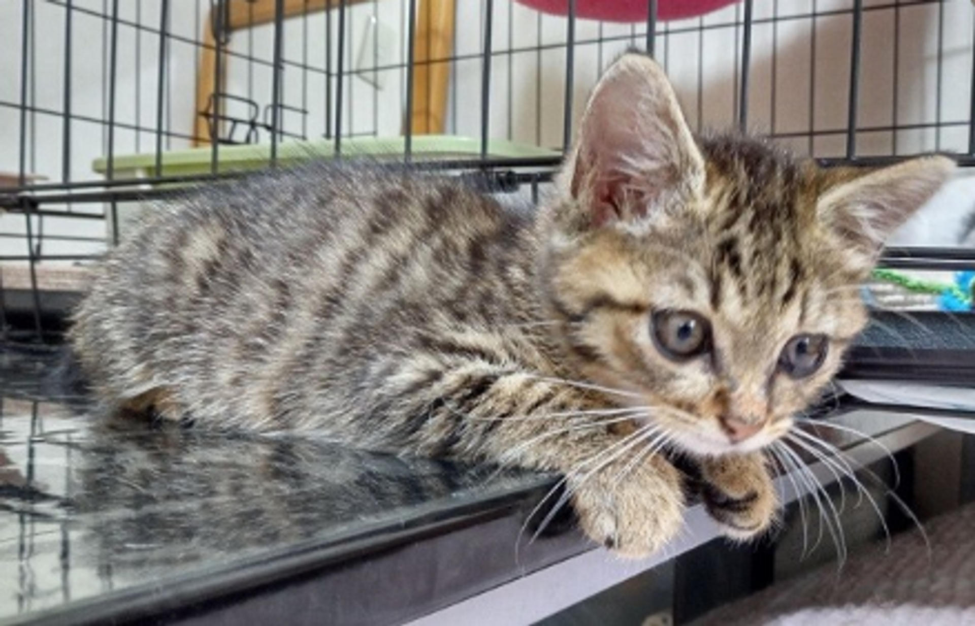 pet-image-7