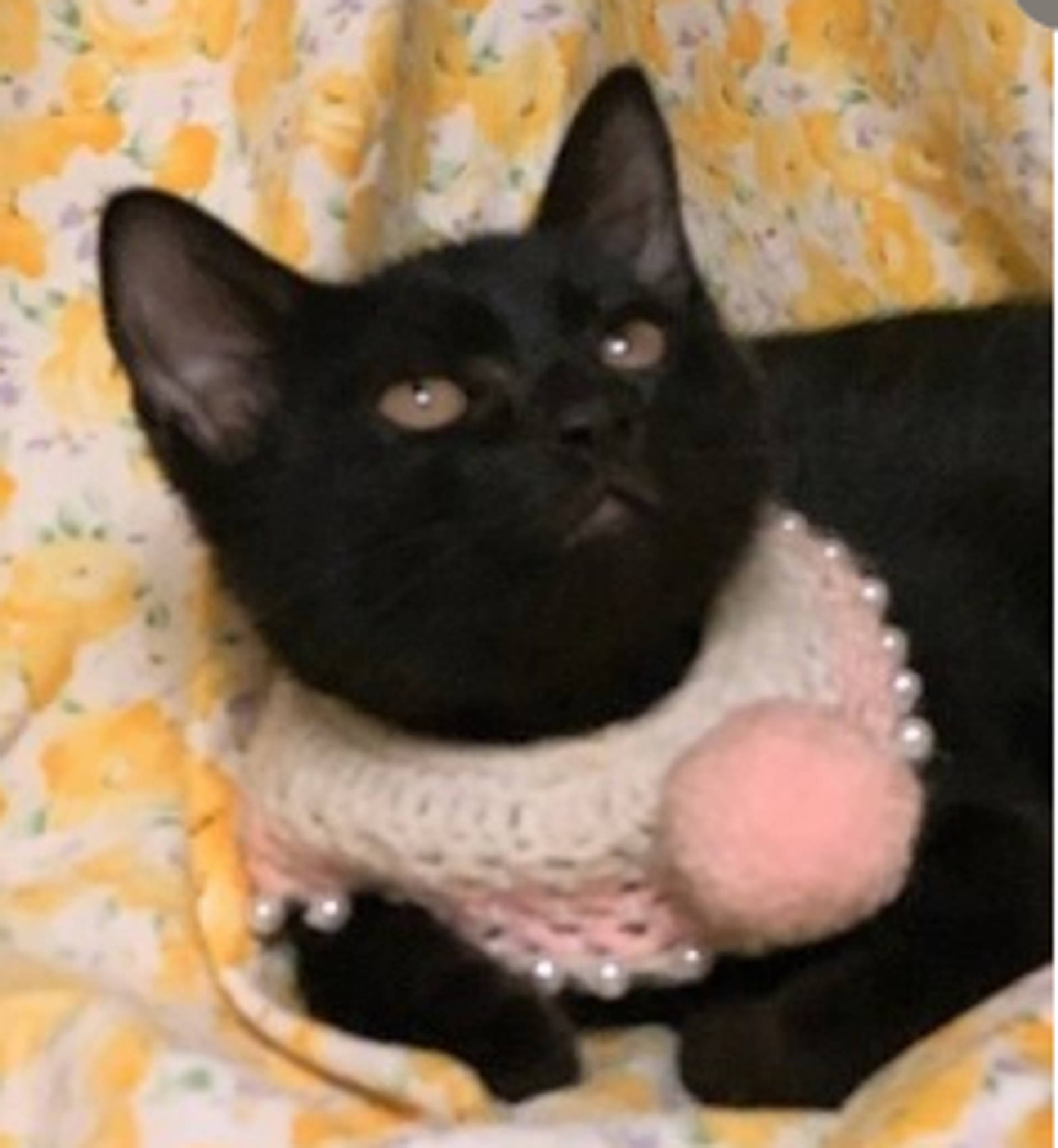雑種（ミックス猫）・メスの里親募集の写真