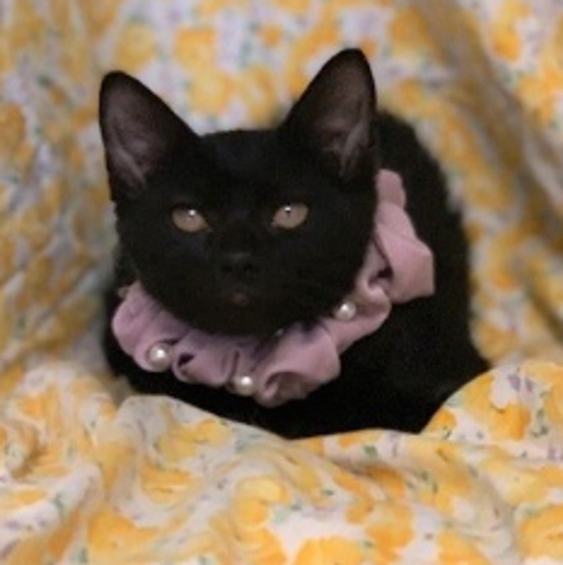 pet-image-2