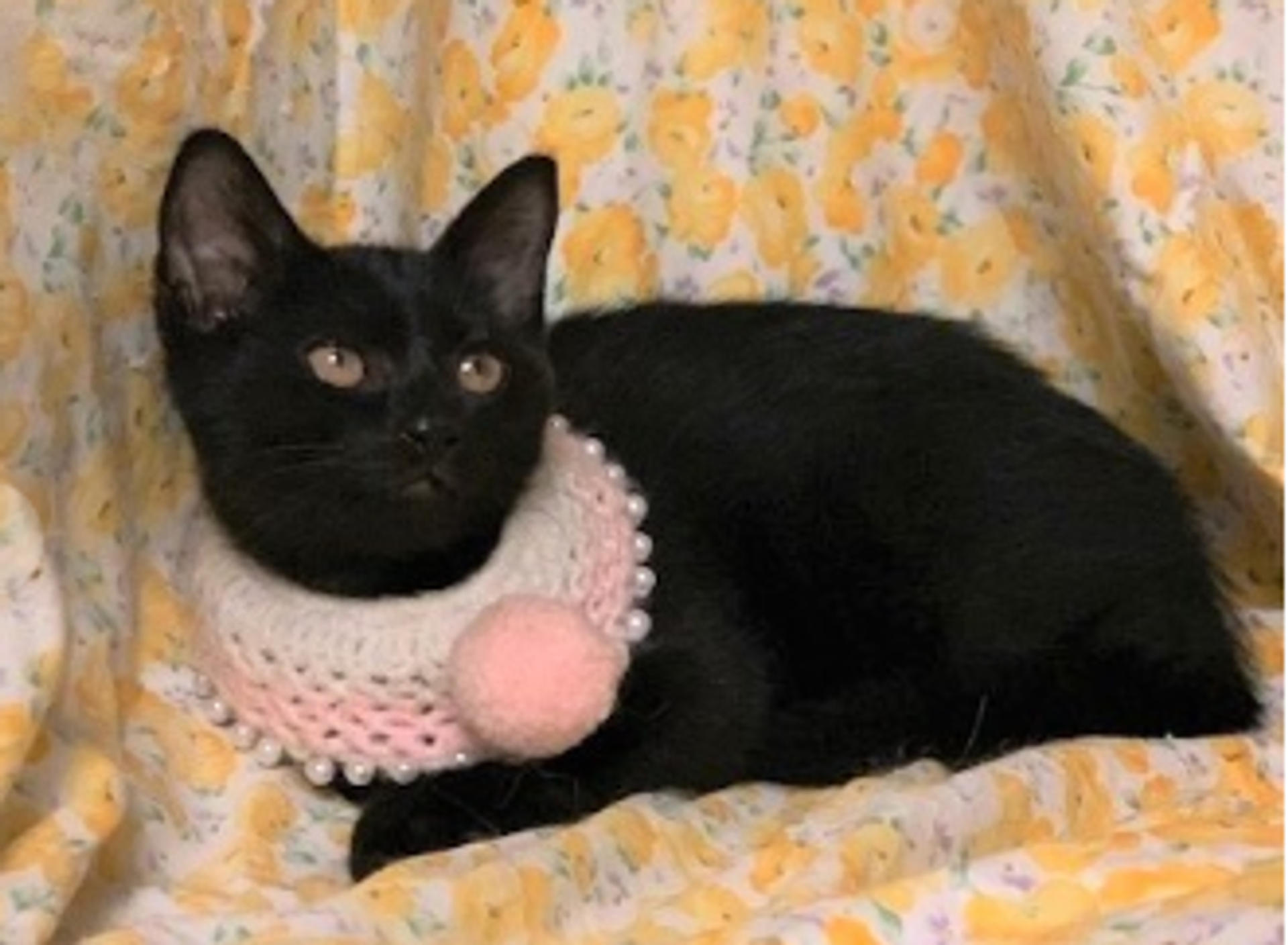 pet-image-3