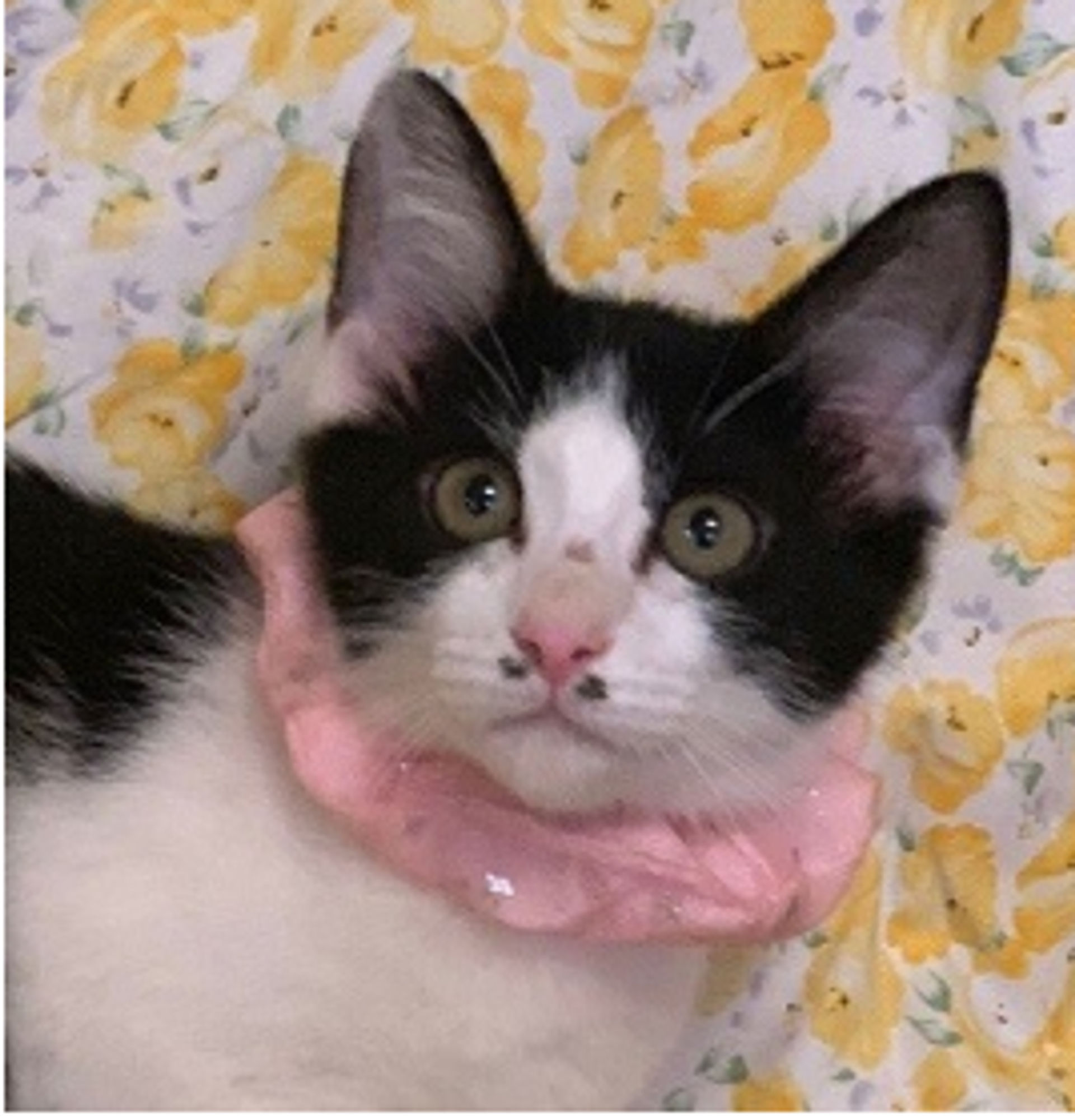 雑種（ミックス猫）・メスの里親募集の写真