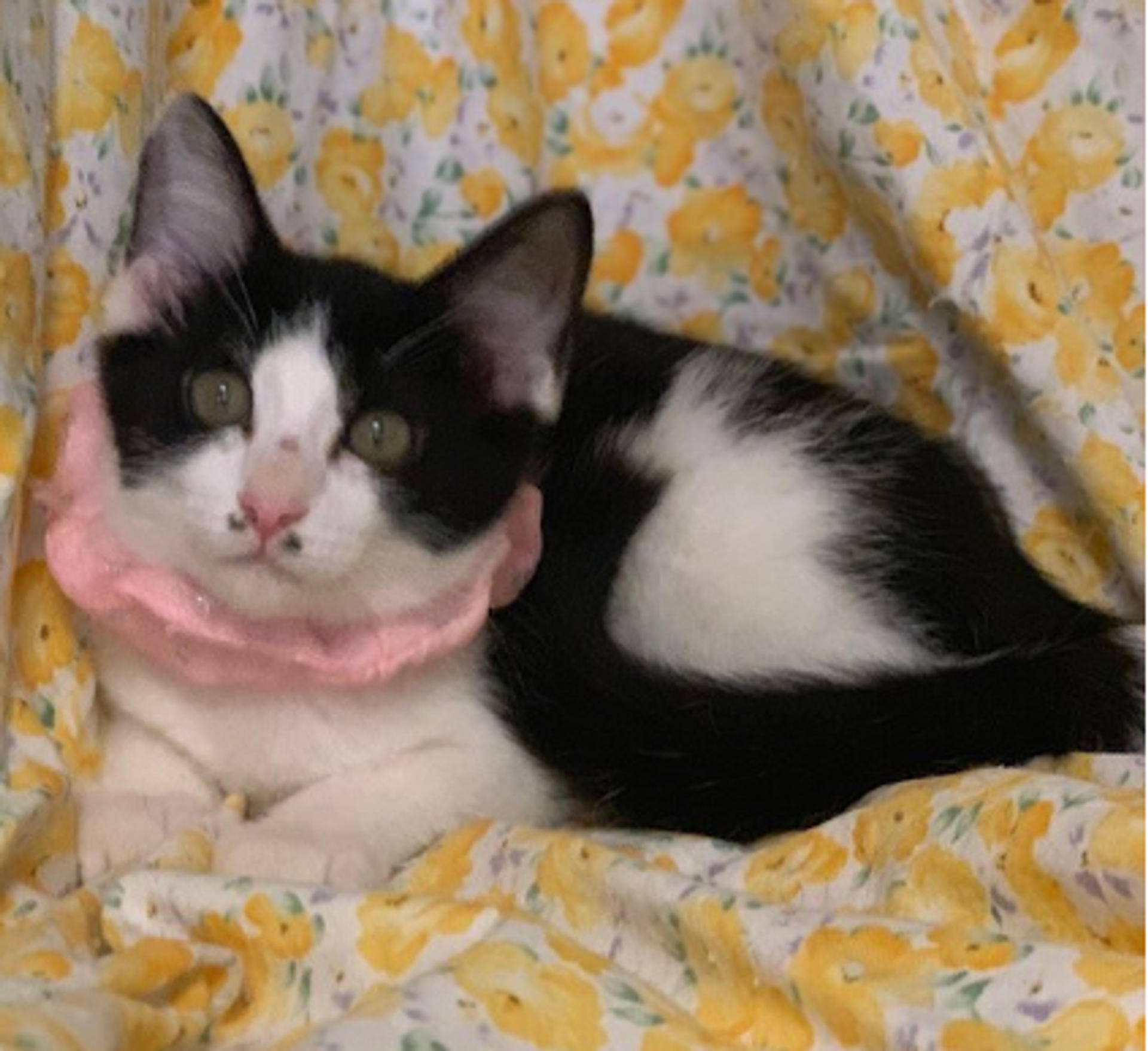 pet-image-2
