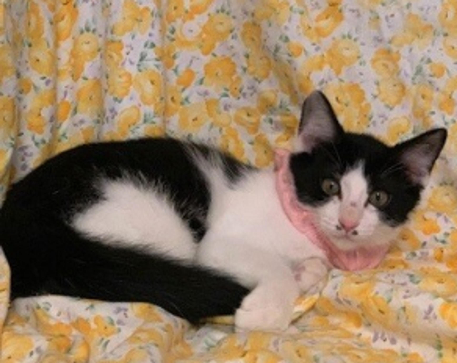 pet-image-3