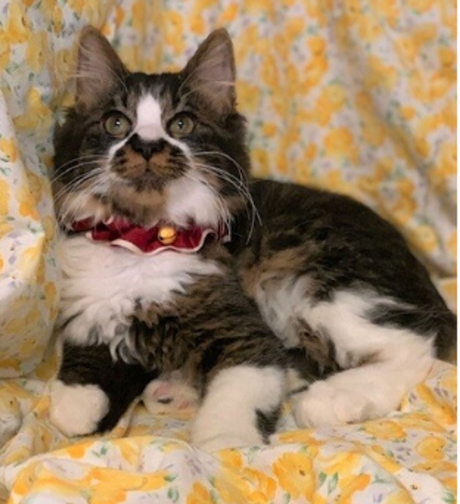 雑種（ミックス猫）・オスの里親募集の写真