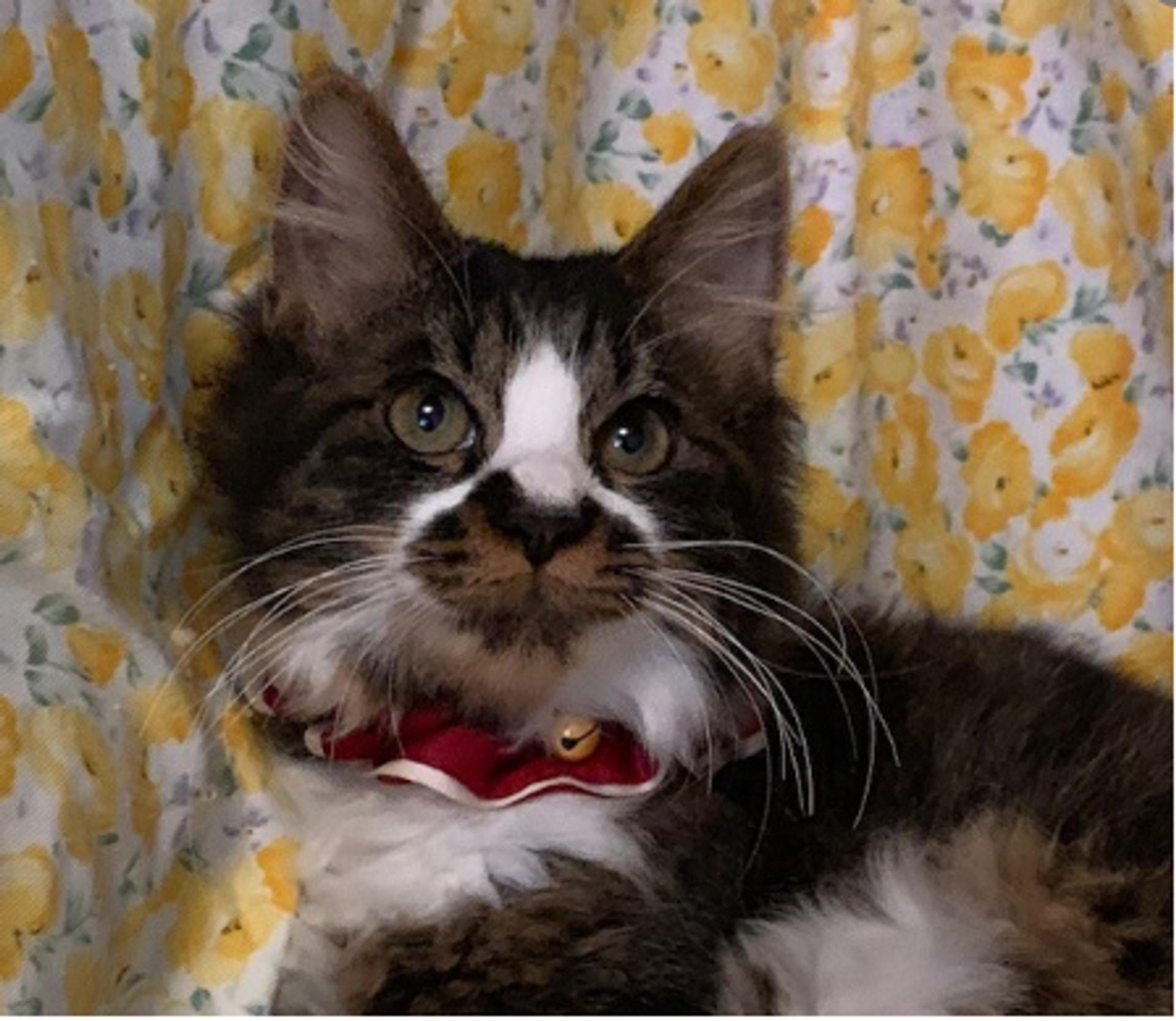 pet-image-2