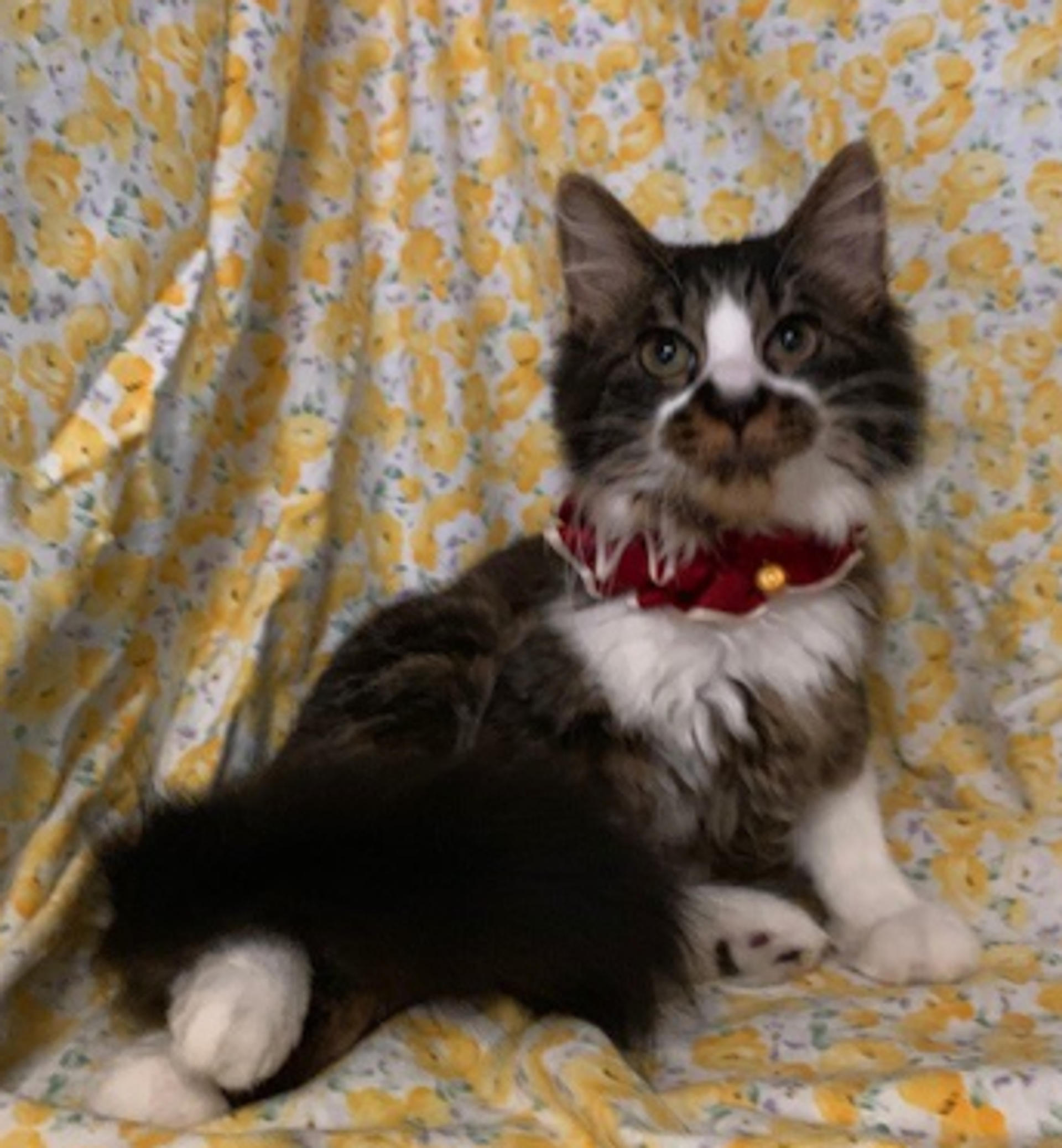 pet-image-3