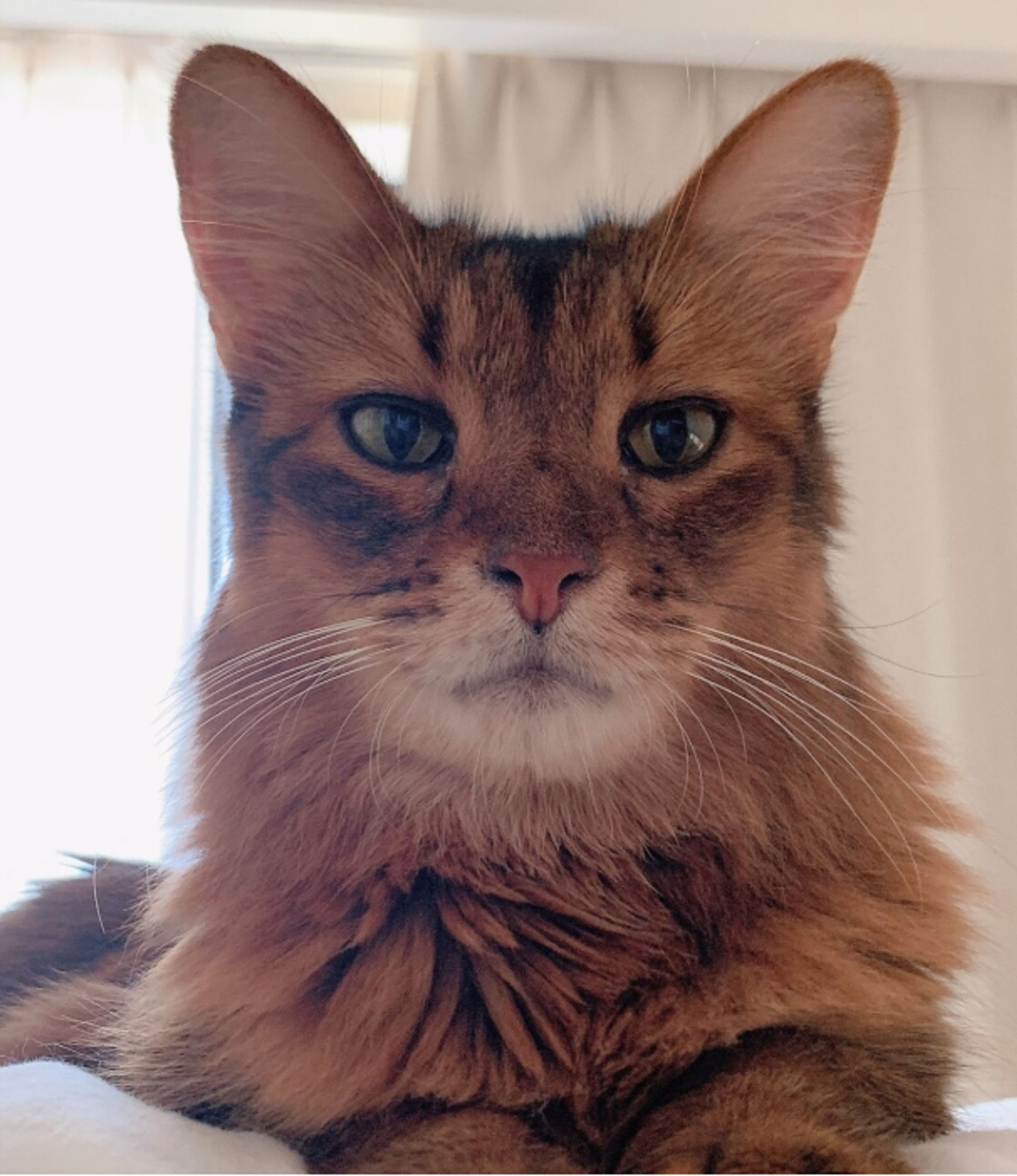 ソマリ・オスの里親募集の写真