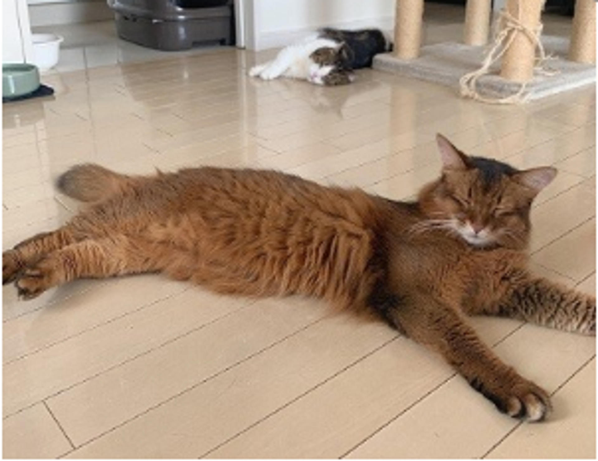 pet-image-2