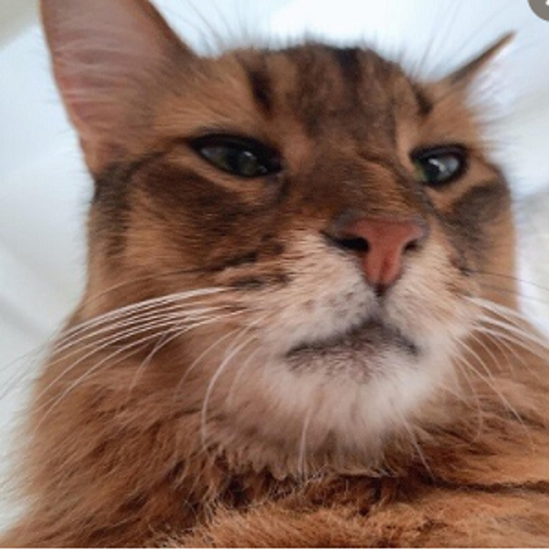 pet-image-6