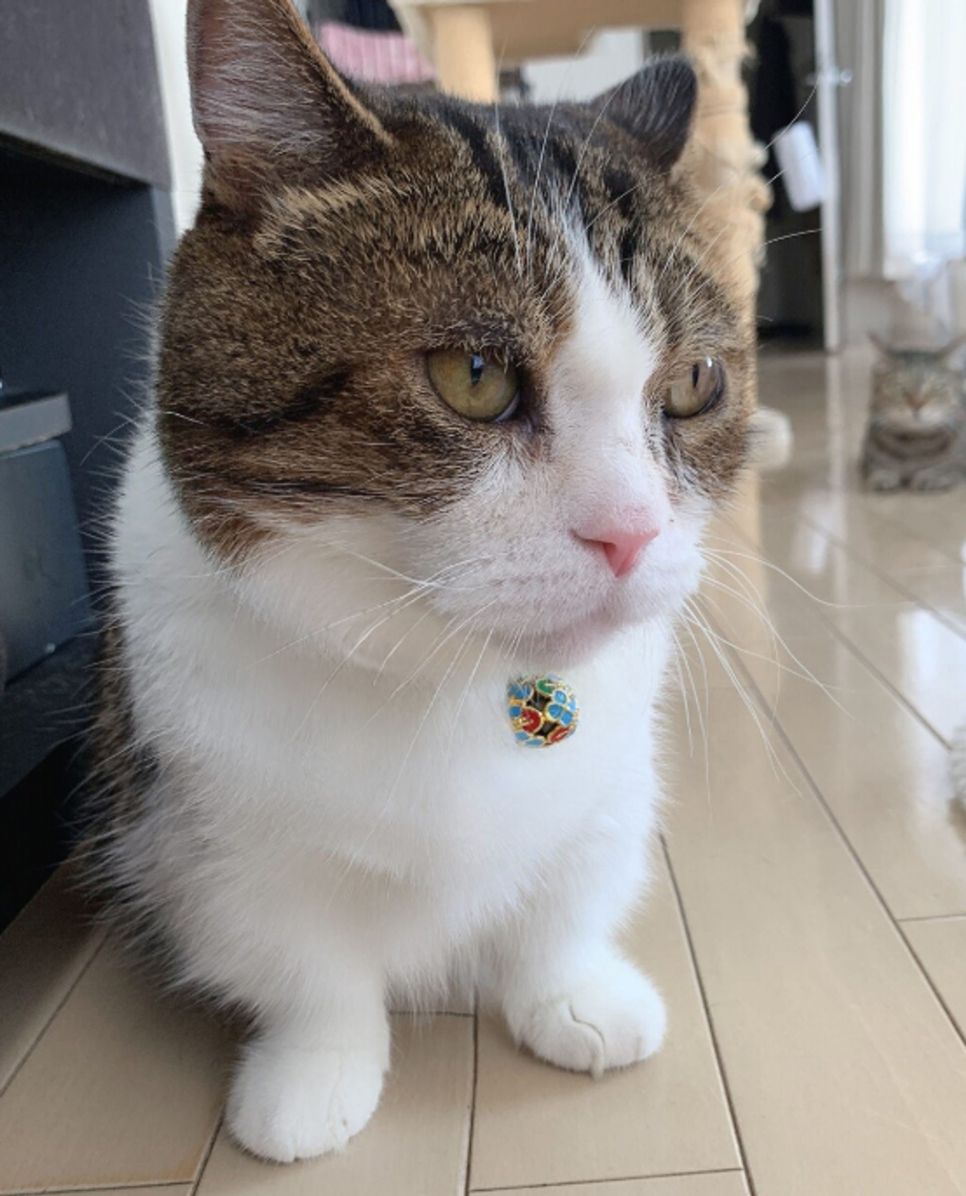 マンチカン・オスの里親募集の写真