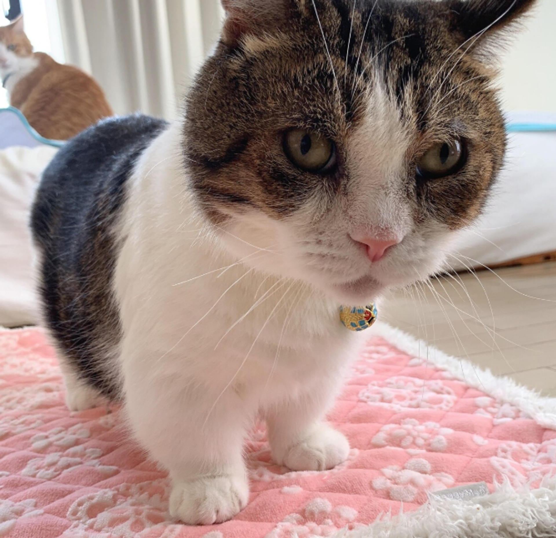 pet-image-4