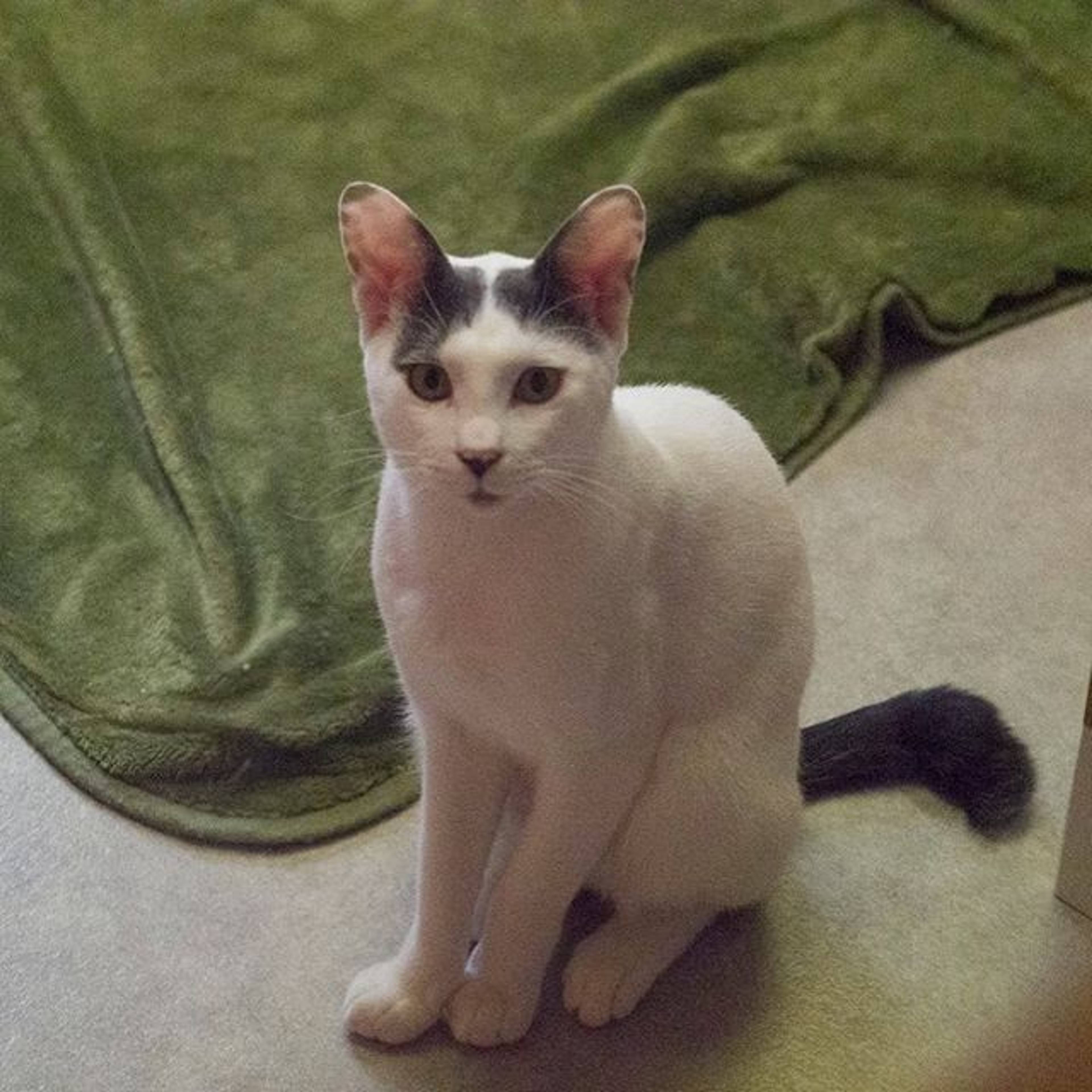 雑種（ミックス猫）・オスの里親募集の写真