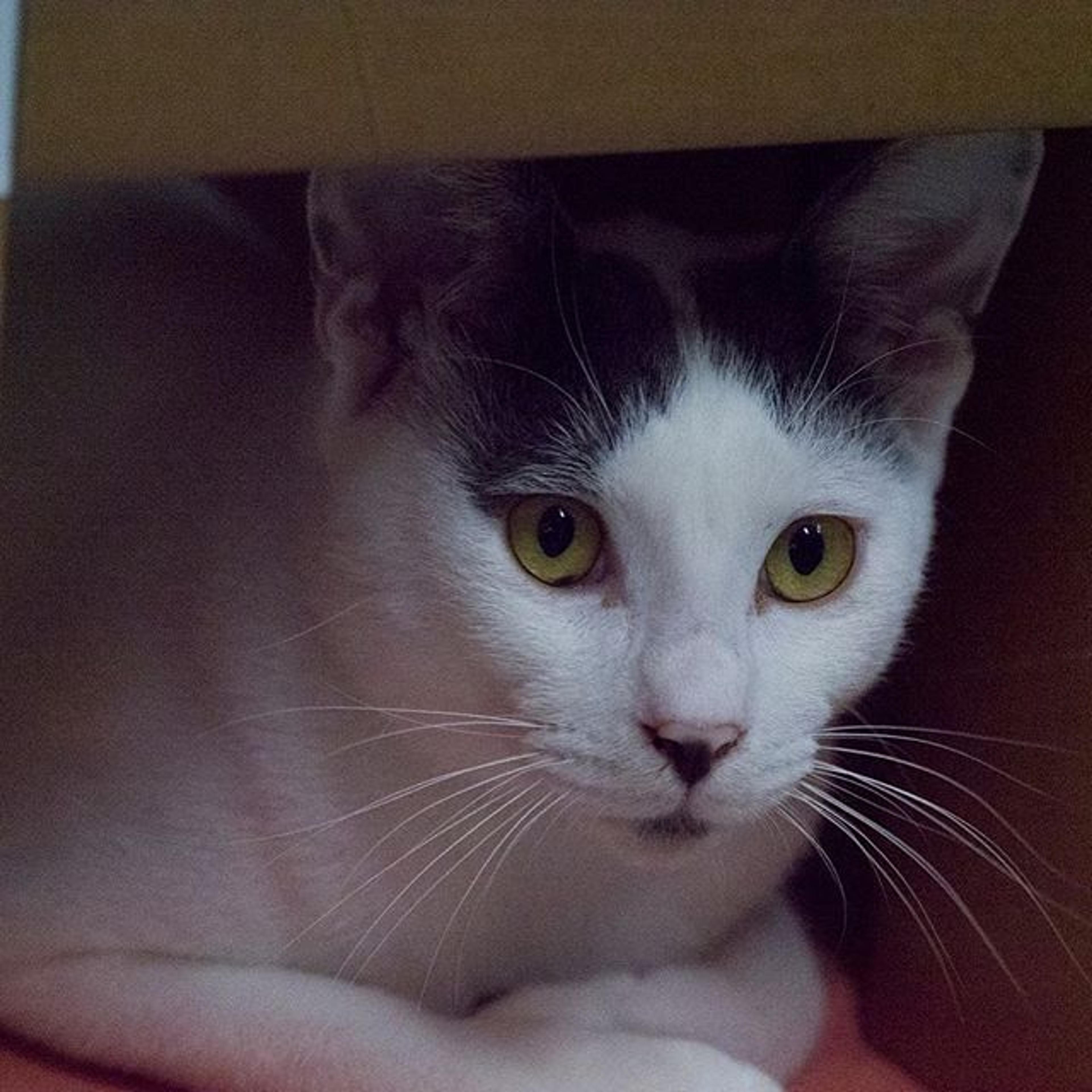 pet-image-2