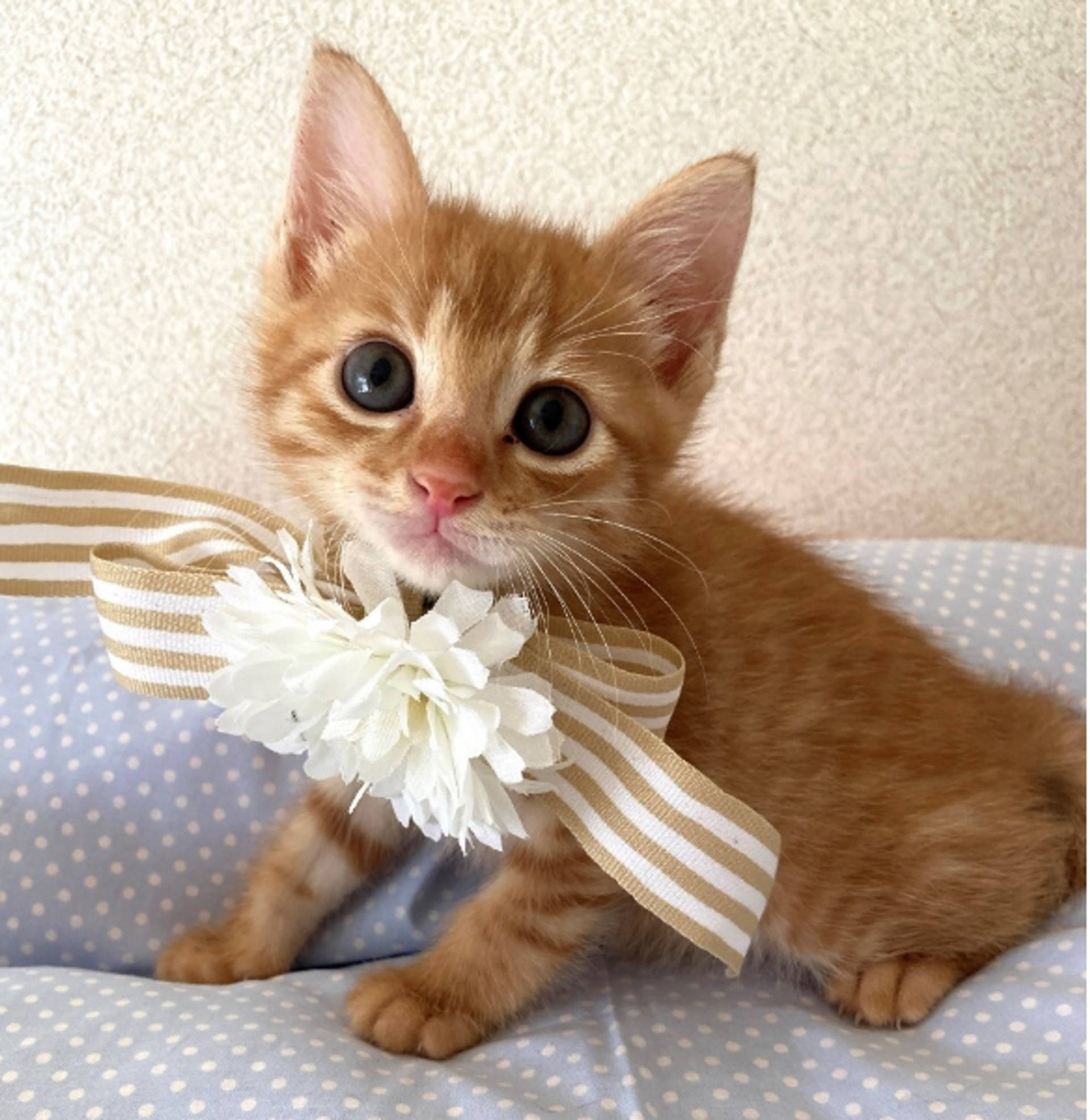 雑種（ミックス猫）・オスの里親募集の写真