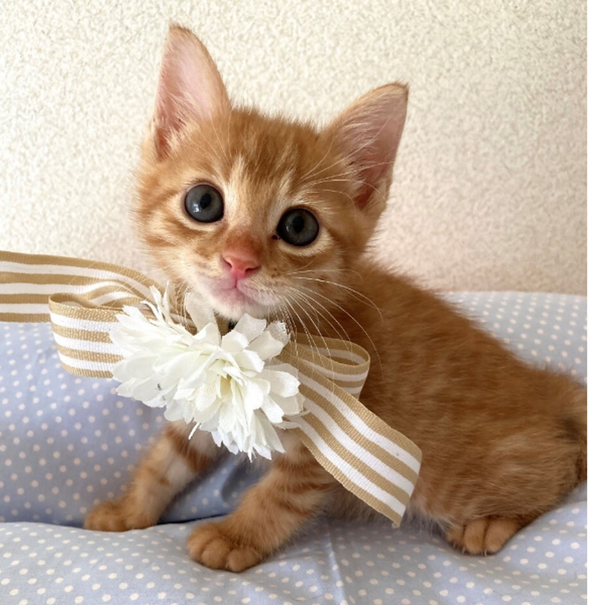 雑種（ミックス猫）・オスの里親募集の写真