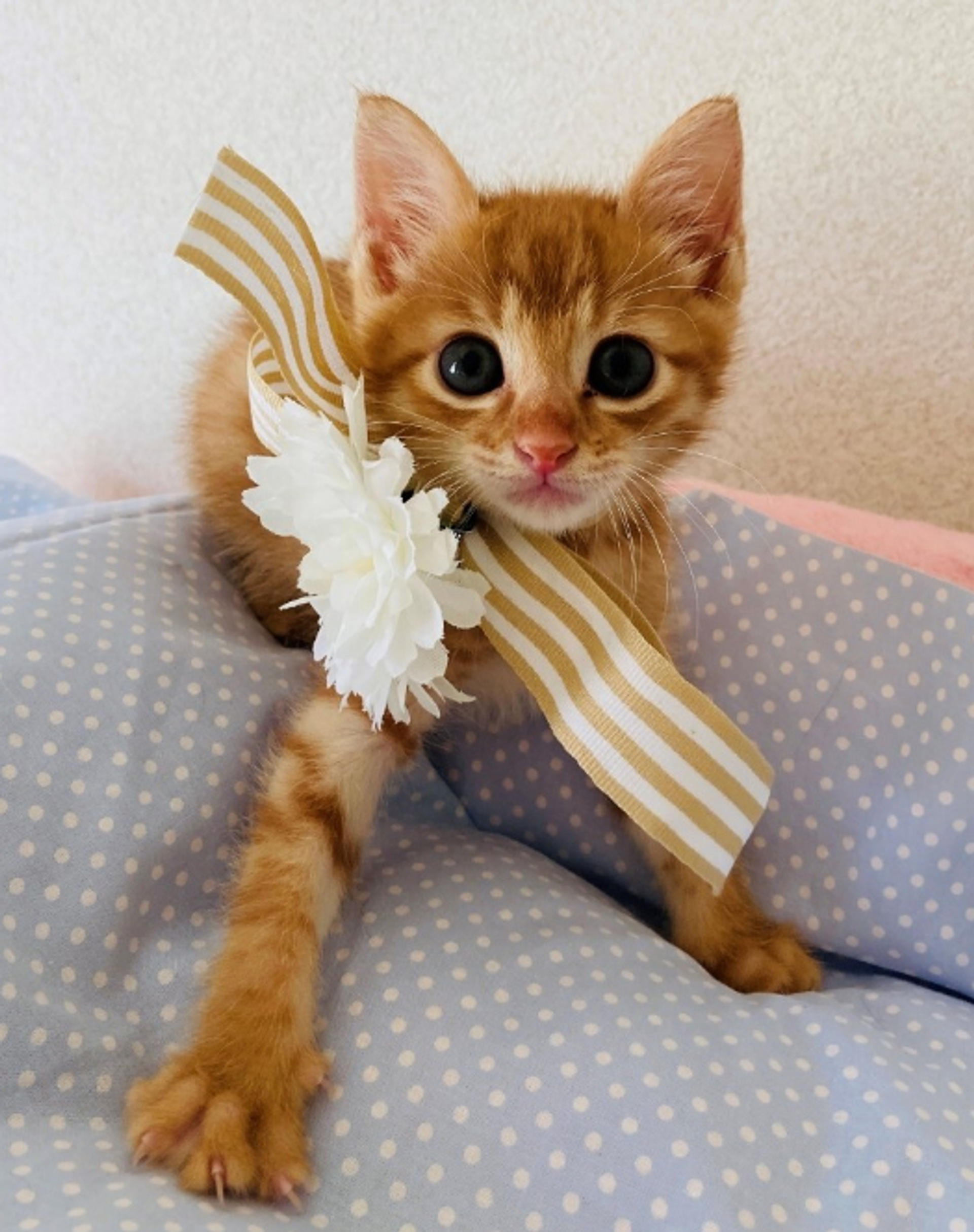 pet-image-3