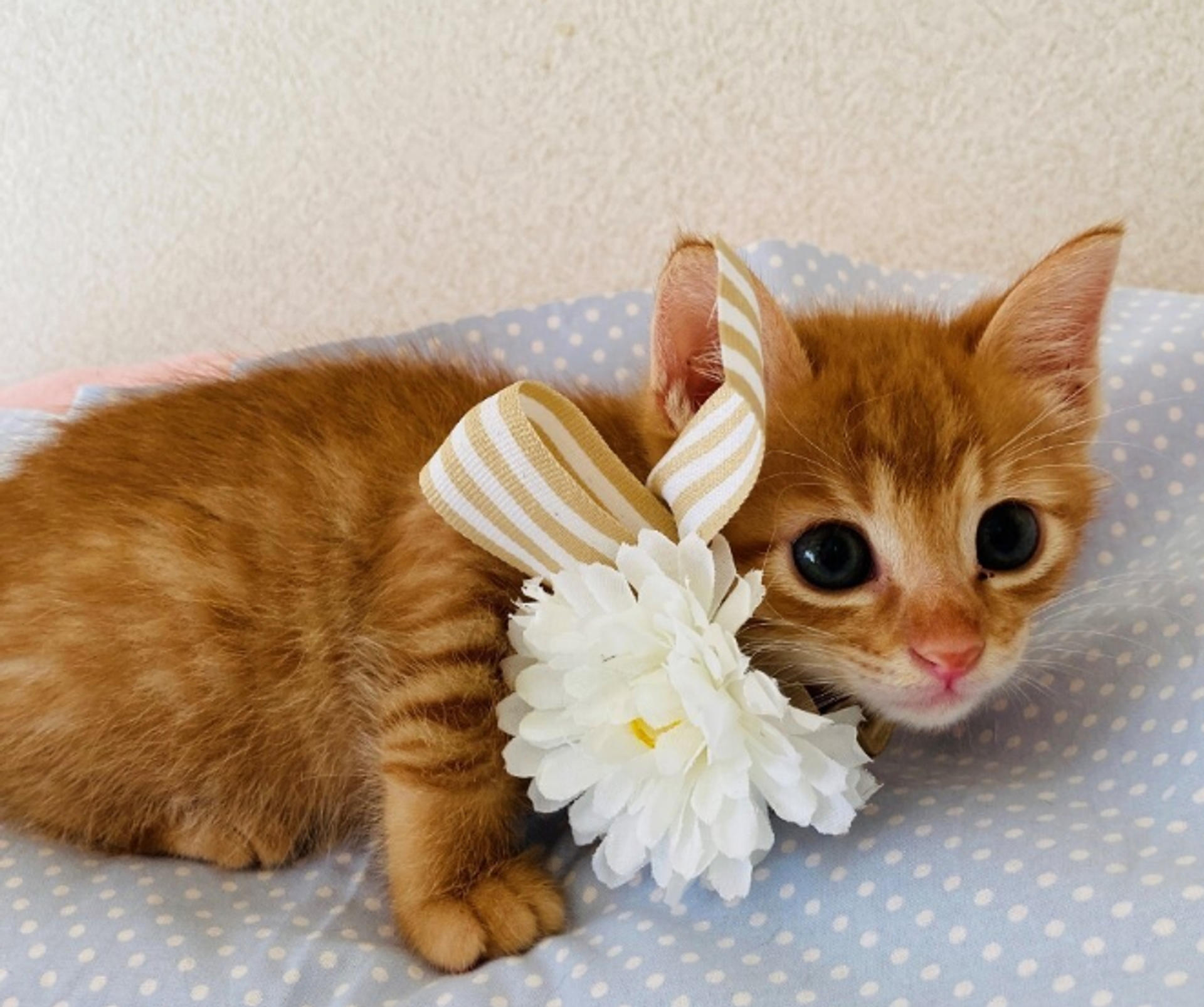 pet-image-4