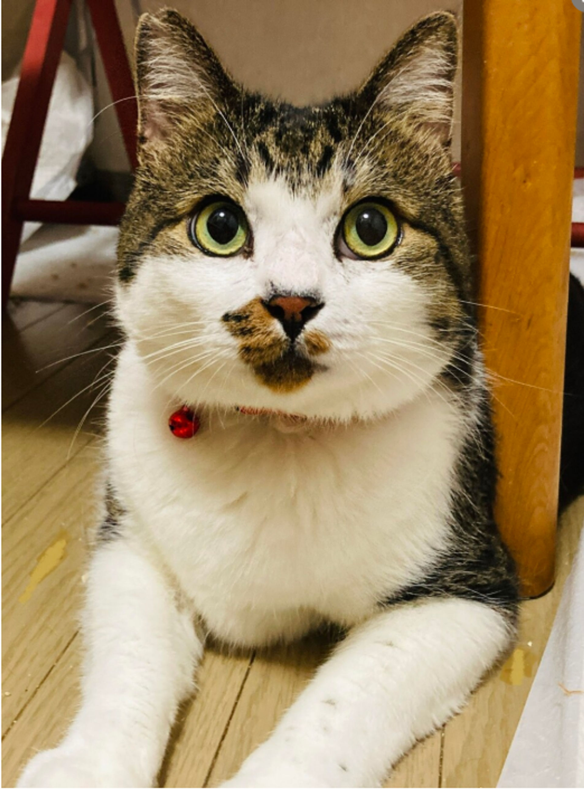 雑種（ミックス猫）・オスの里親募集の写真