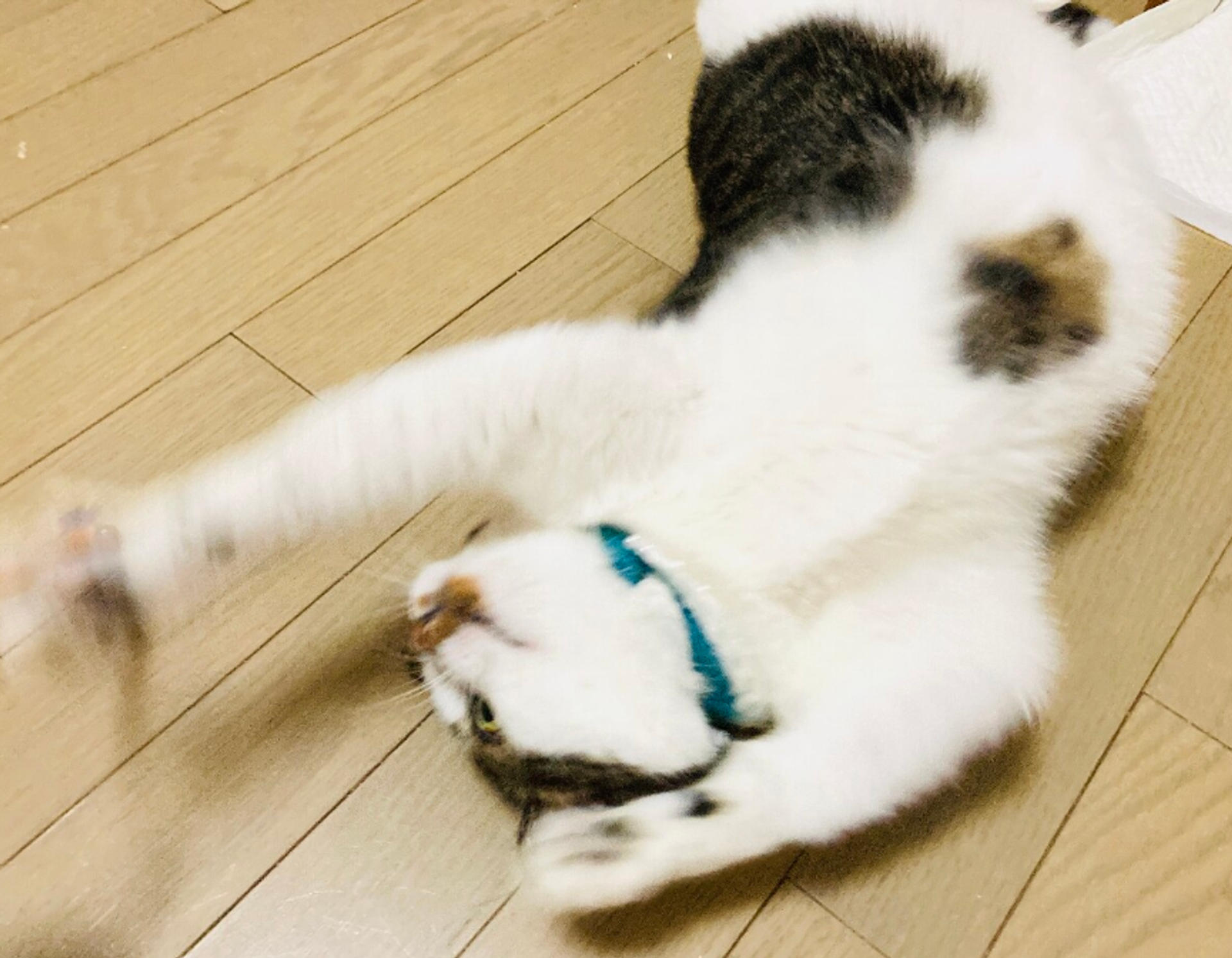 pet-image-3