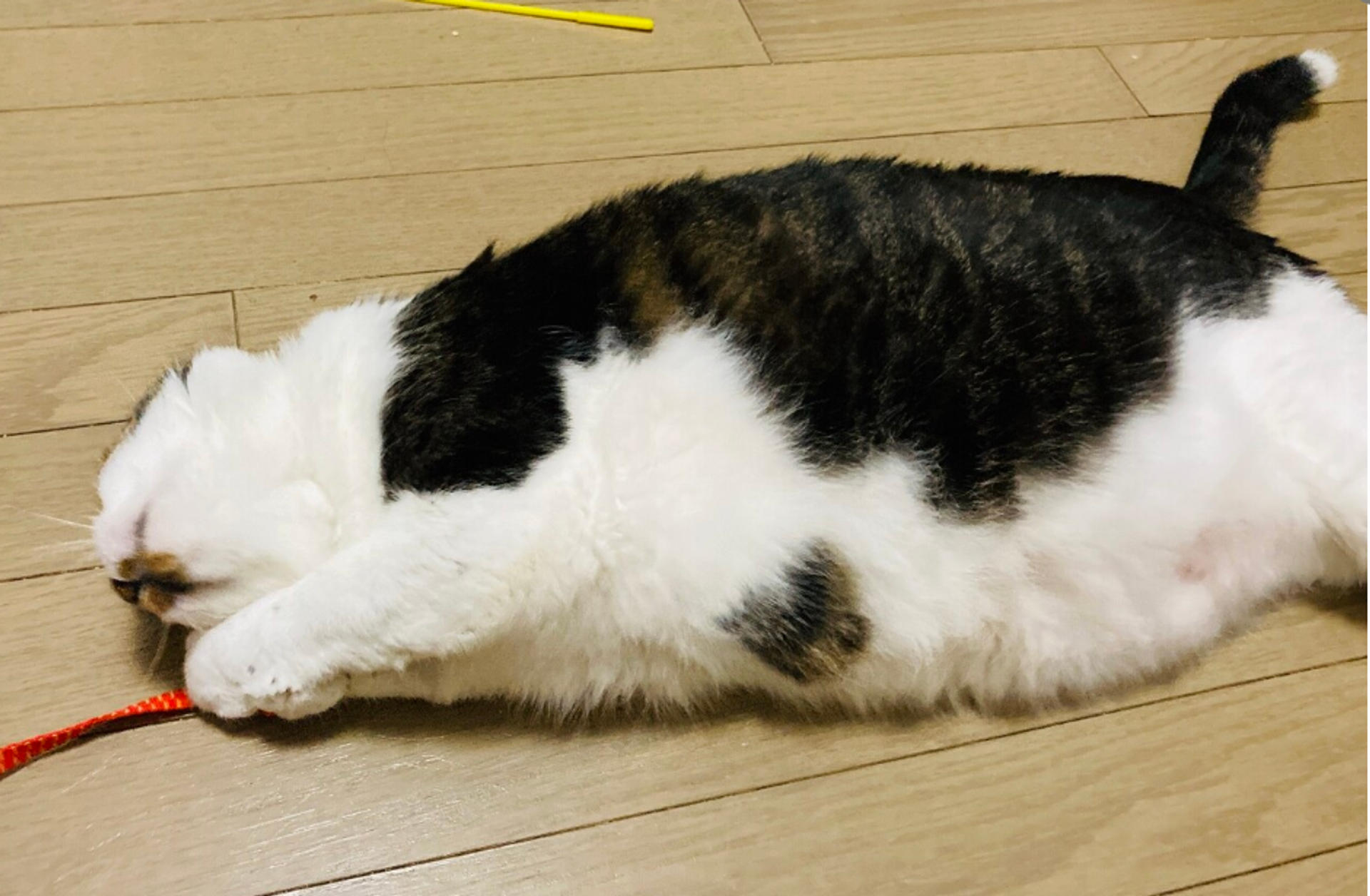 pet-image-4