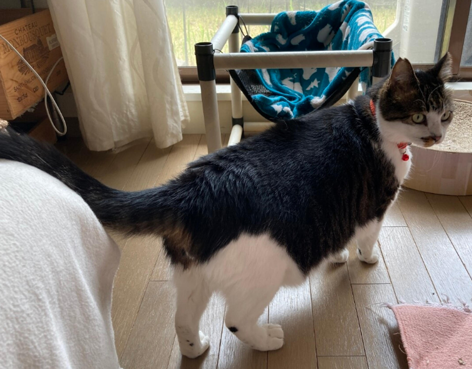 pet-image-5
