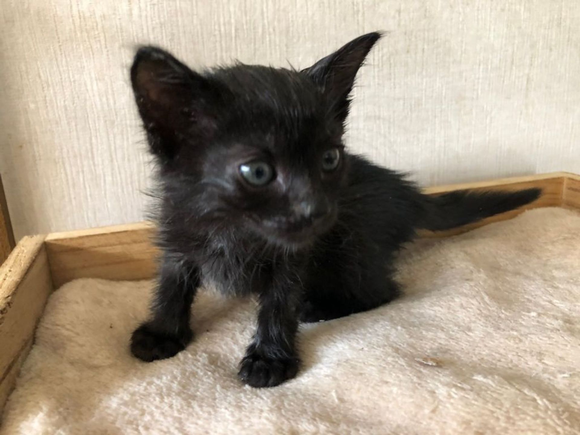雑種（ミックス猫）・オスの里親募集の写真