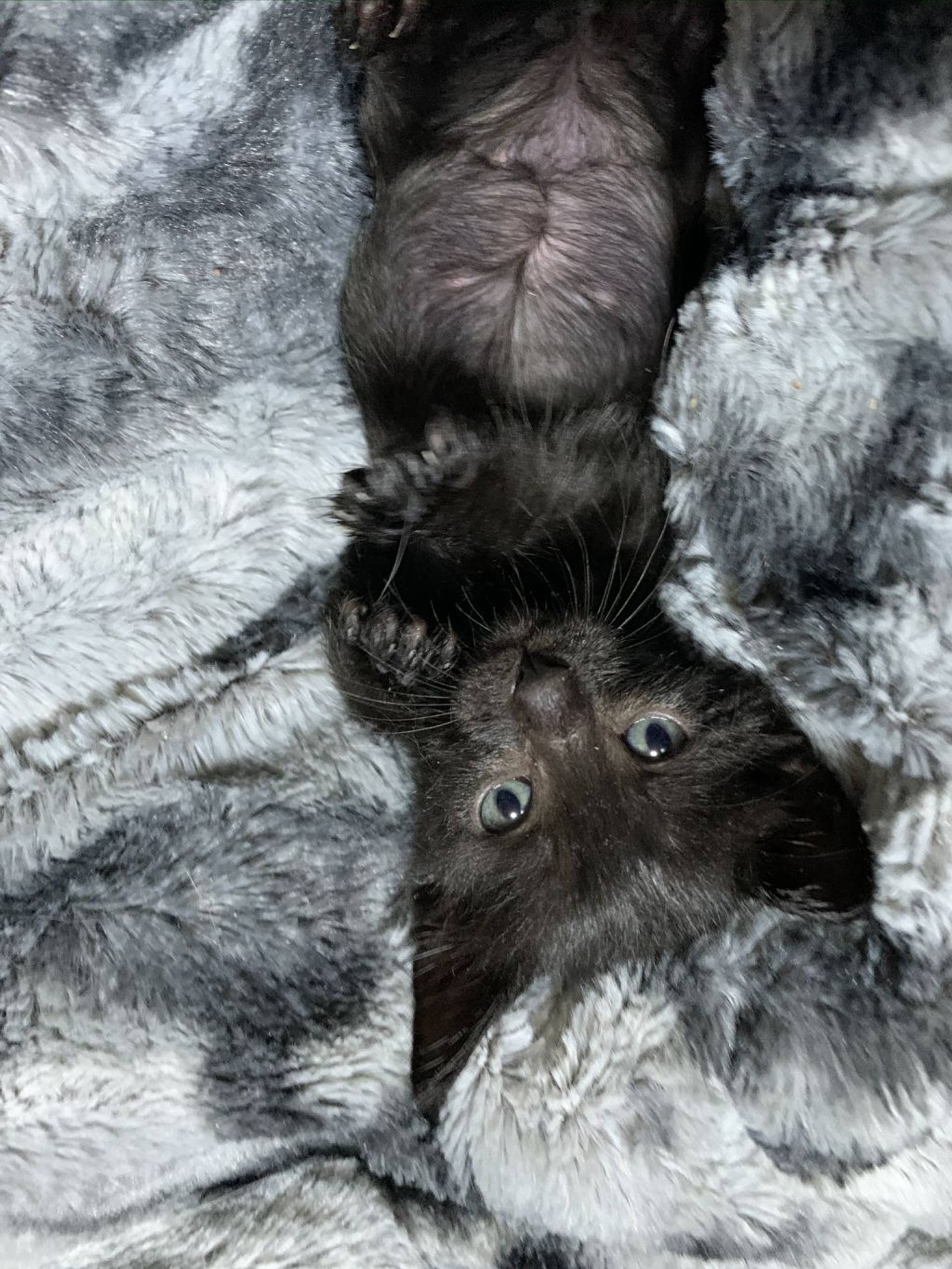 雑種（ミックス猫）・オスの里親募集の写真