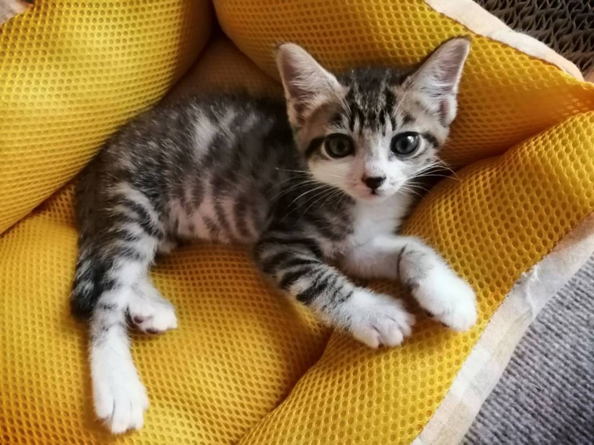 雑種（ミックス猫）・オスの里親募集の写真