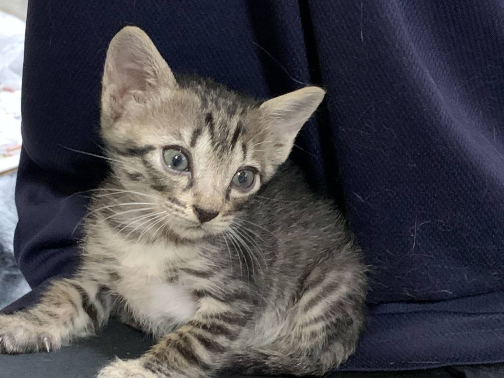 雑種（ミックス猫）・オスの里親募集の写真
