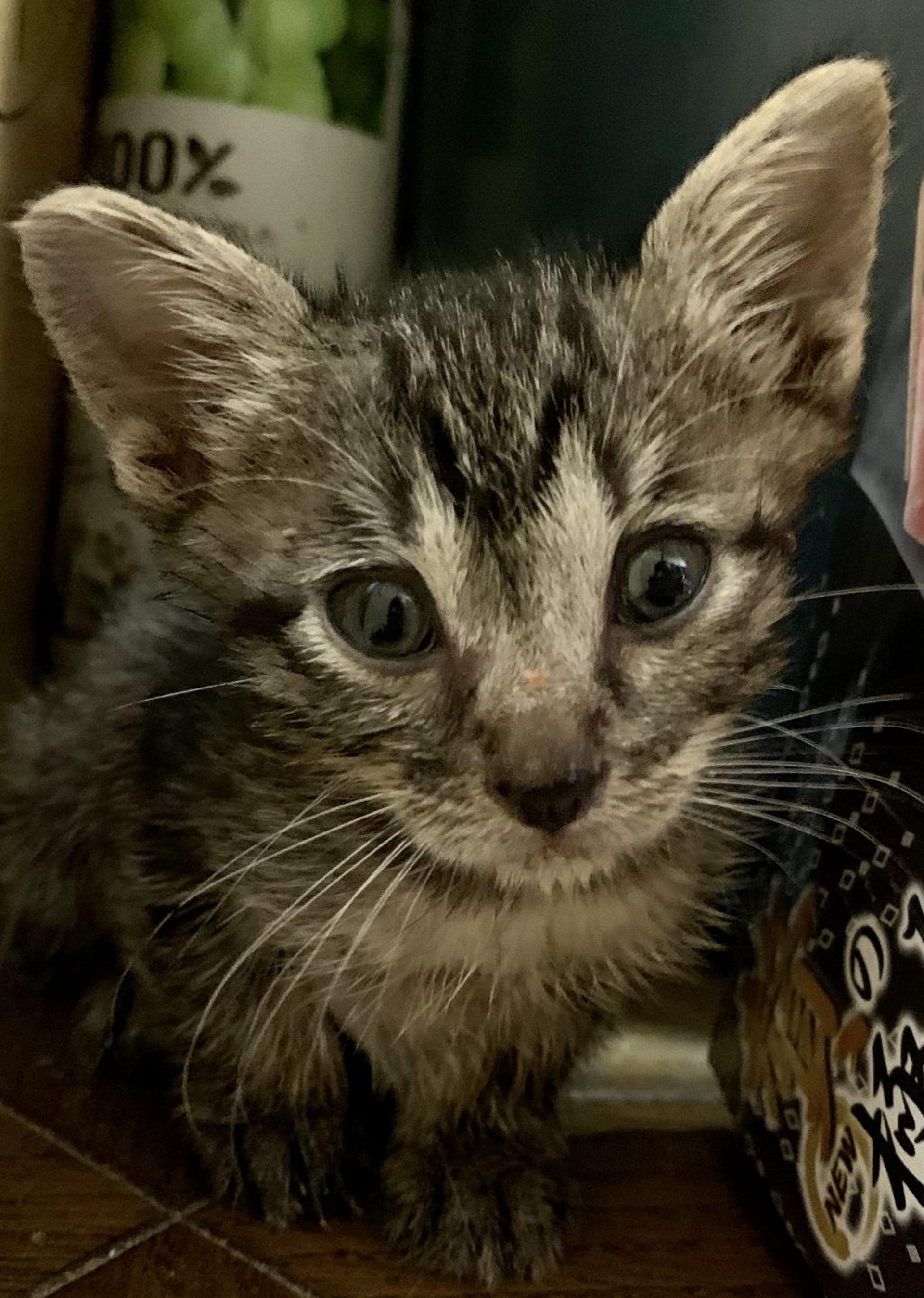 pet-image-2