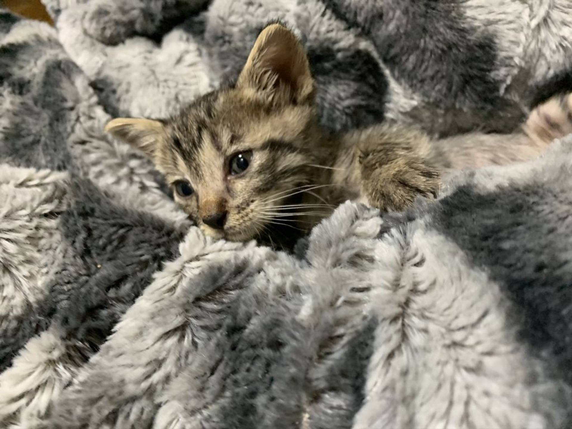 雑種（ミックス猫）・オスの里親募集の写真