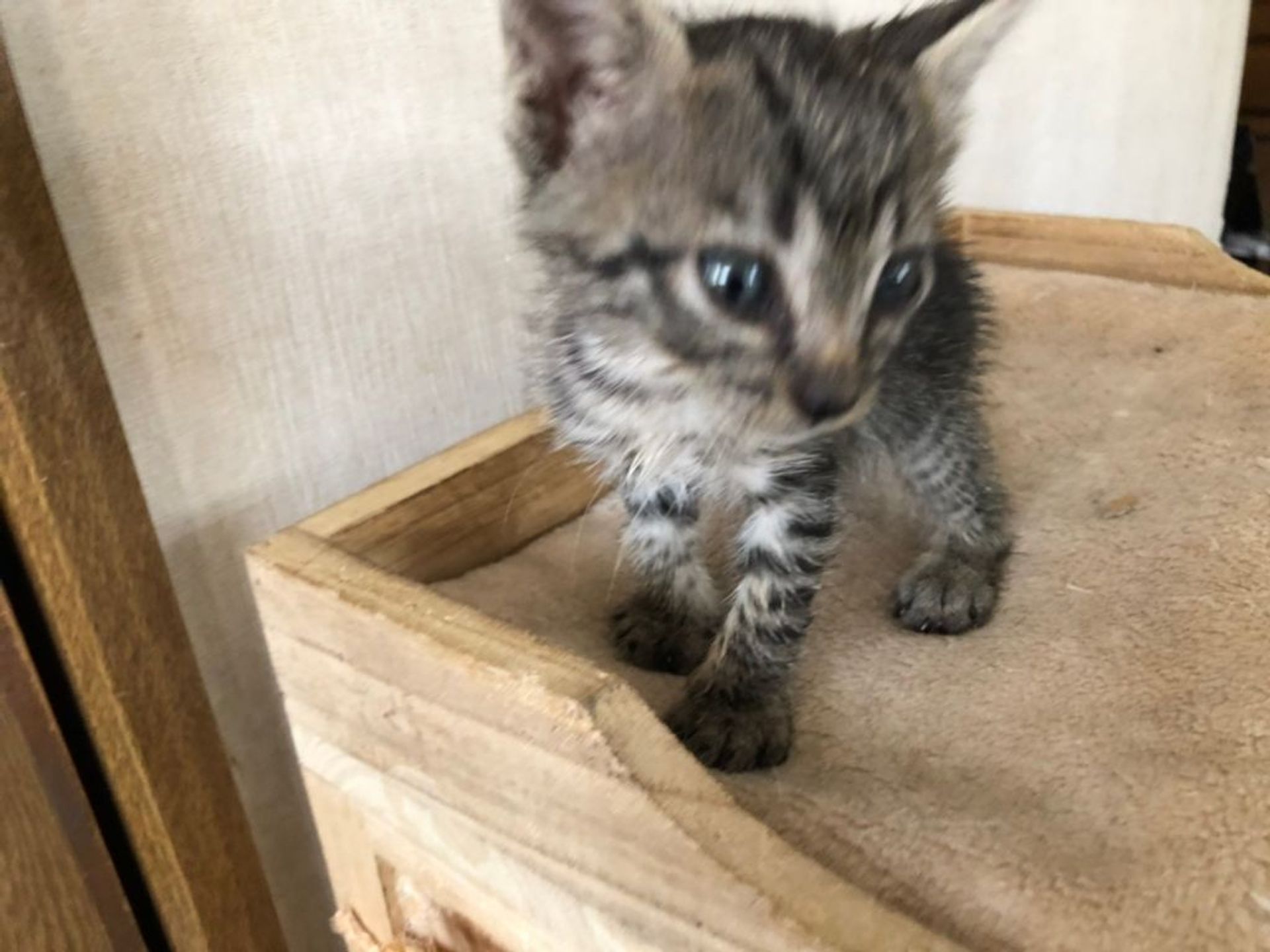 雑種（ミックス猫）・オスの里親募集の写真