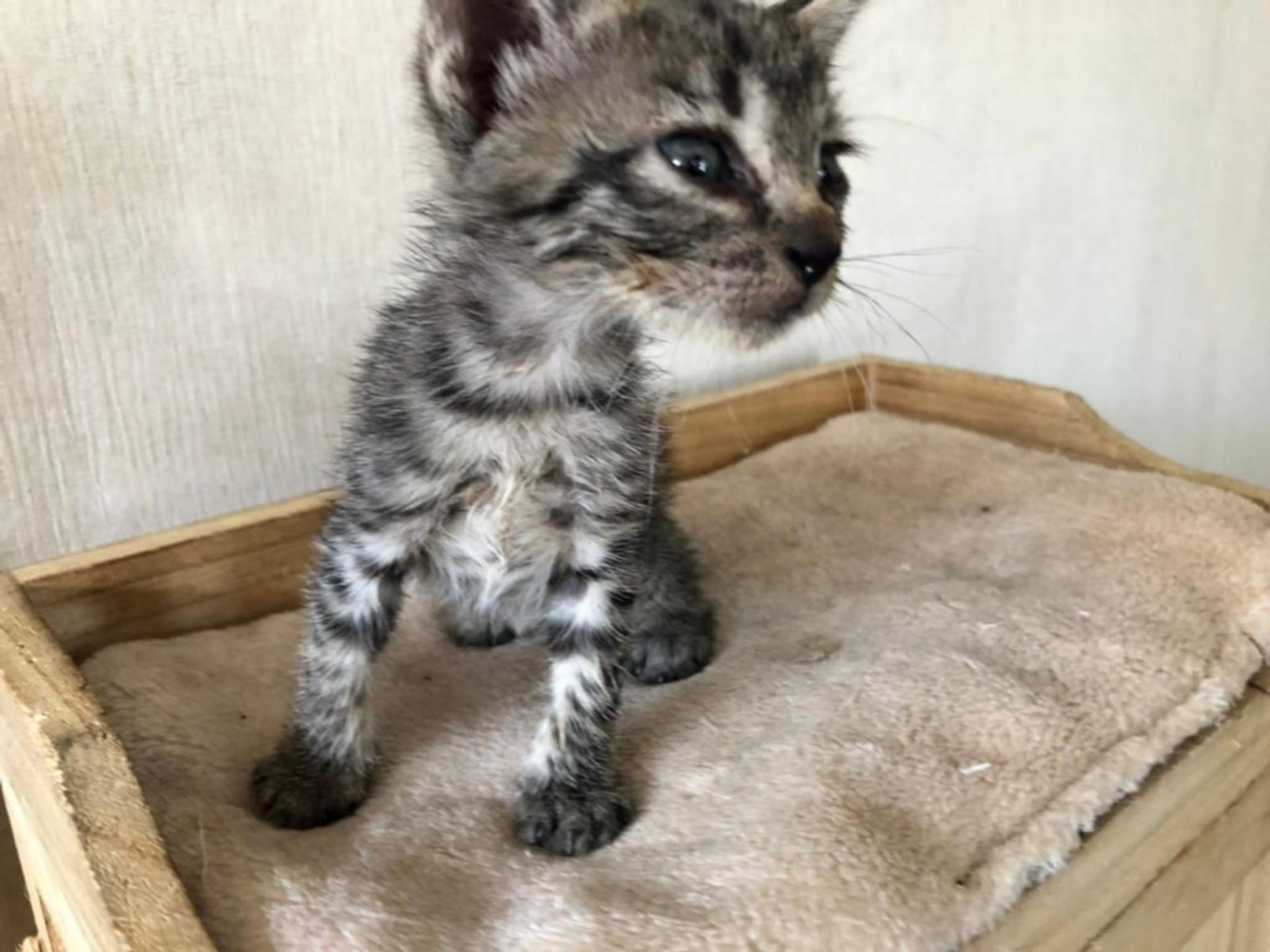 pet-image-2