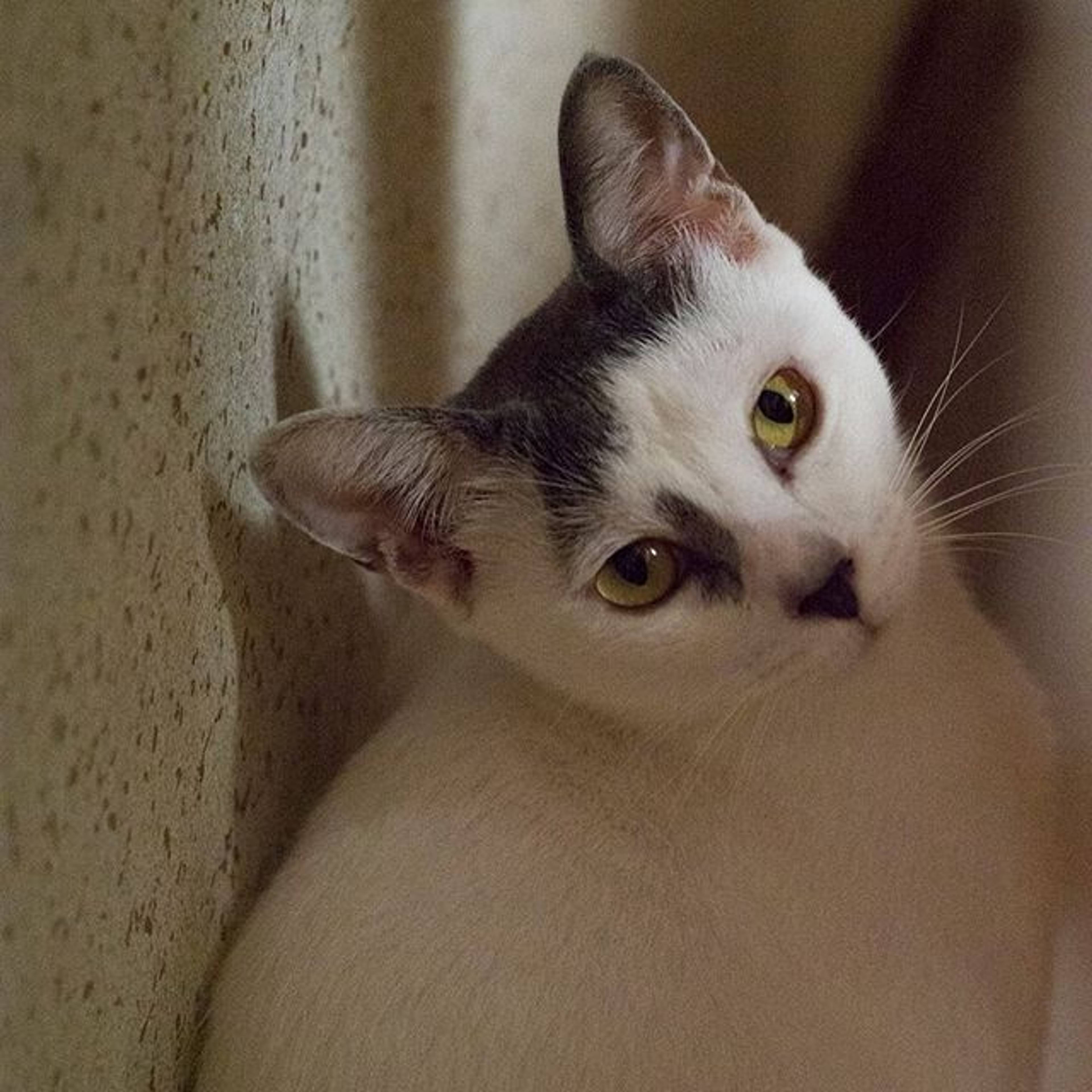 雑種（ミックス猫）・メスの里親募集の写真