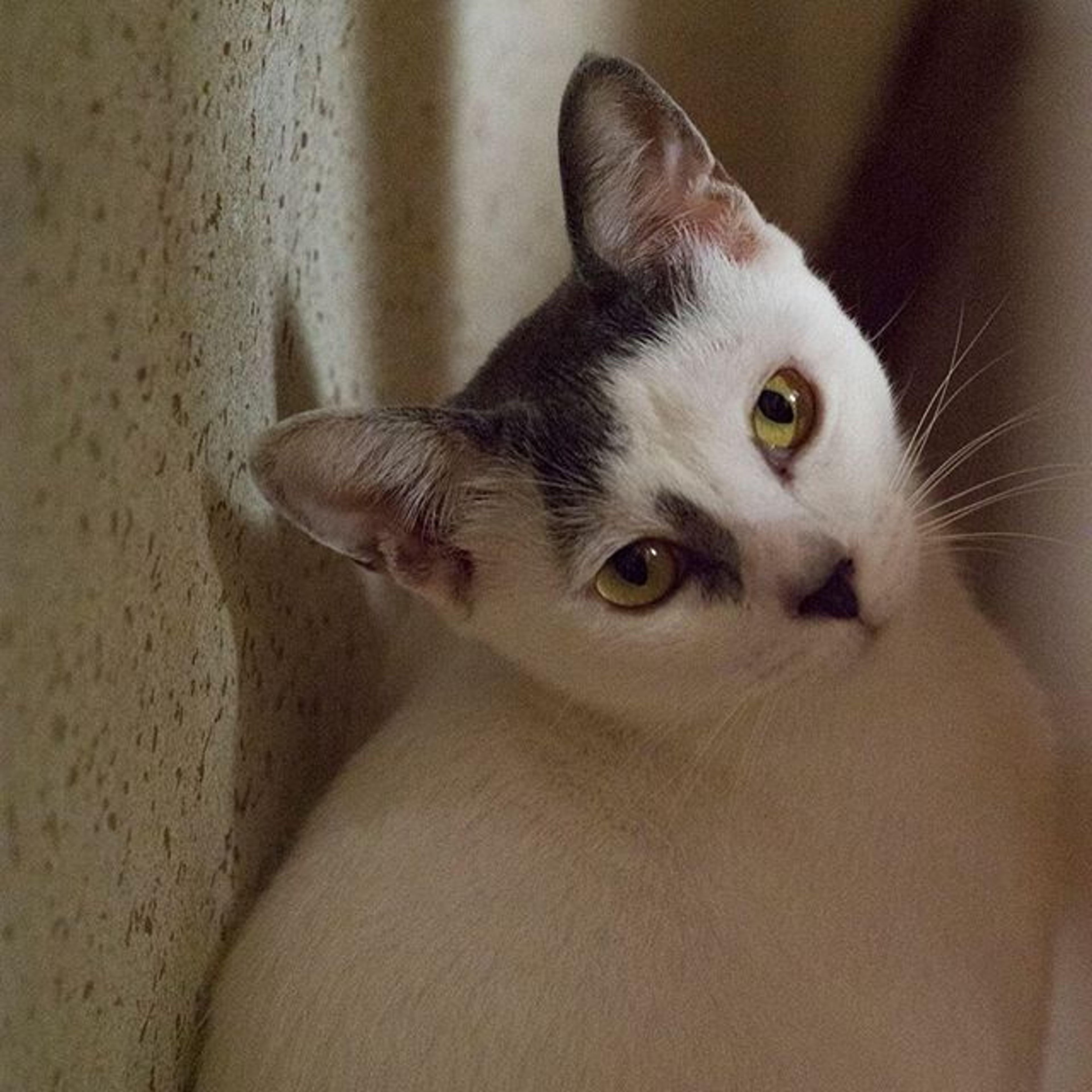 雑種（ミックス猫）・メスの里親募集の写真