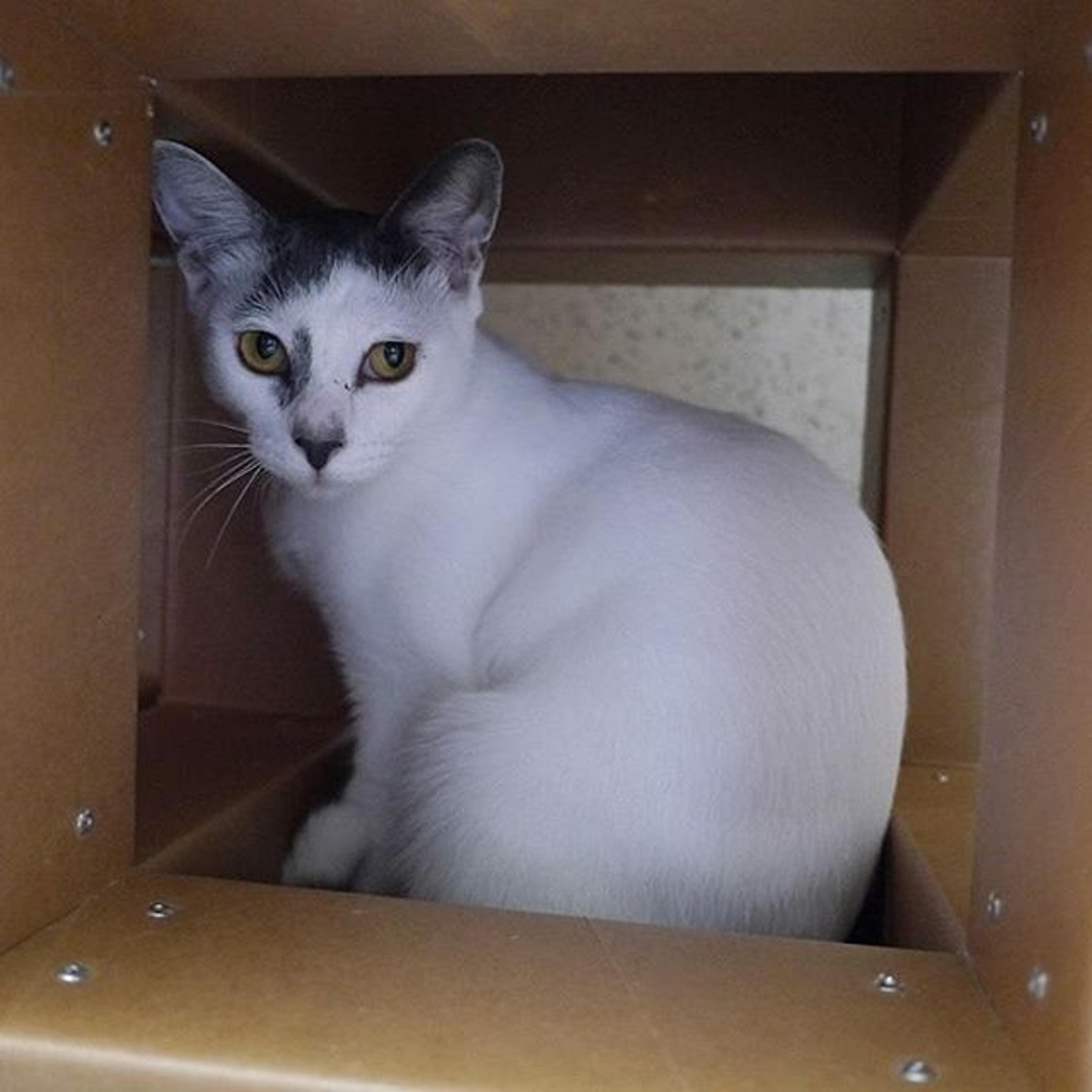 pet-image-2