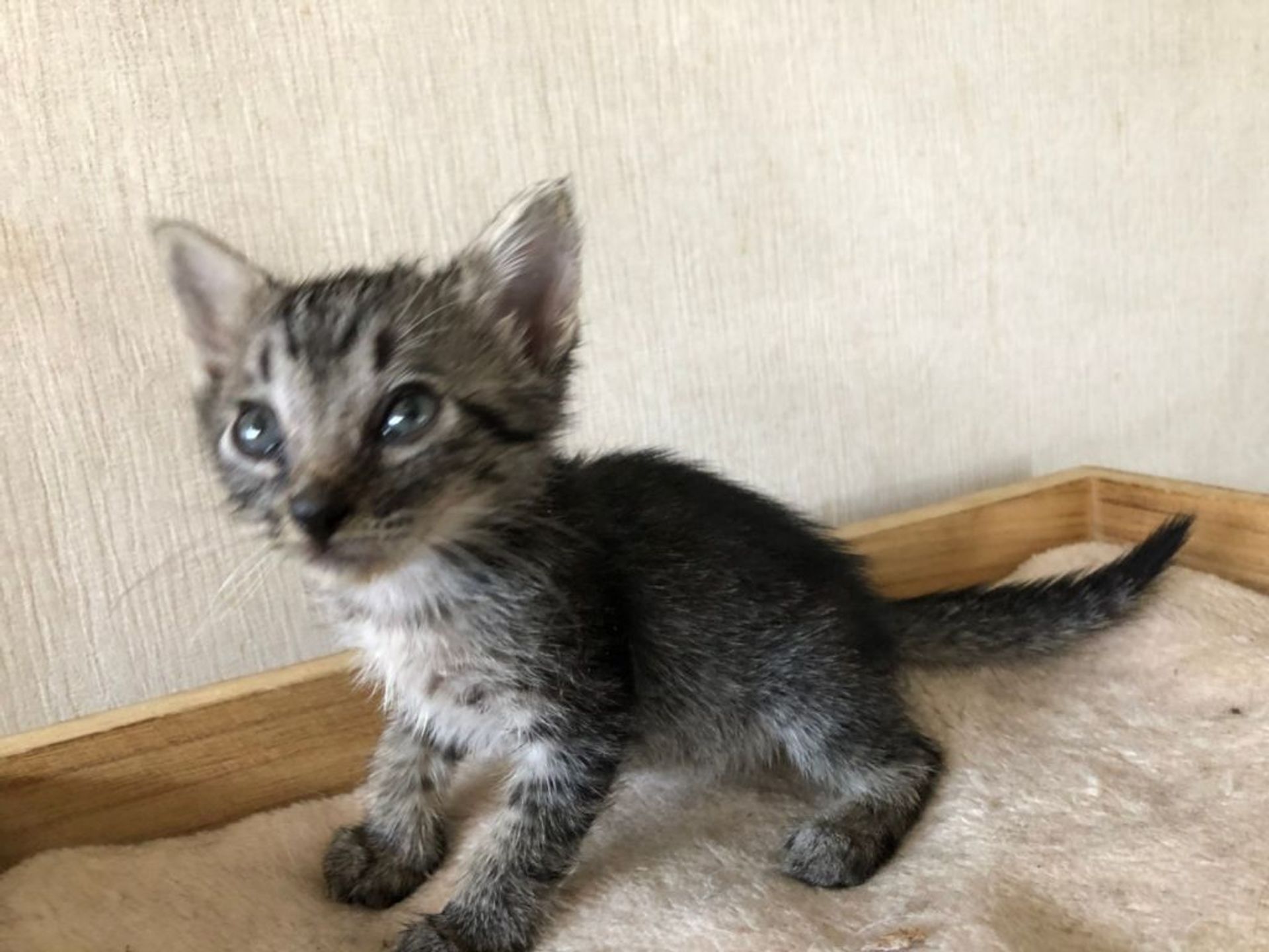 雑種（ミックス猫）・メスの里親募集の写真